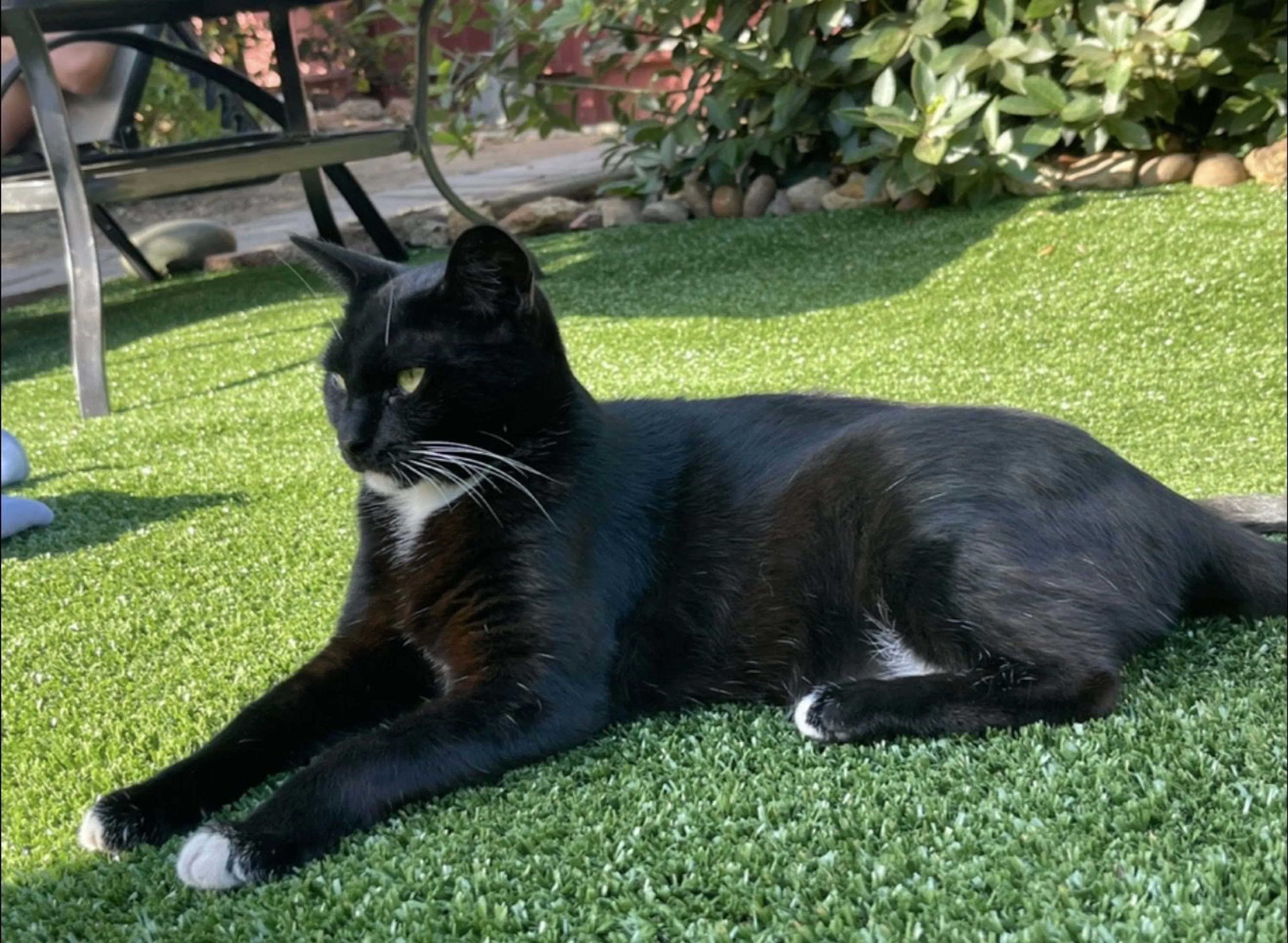 Lost pet-0