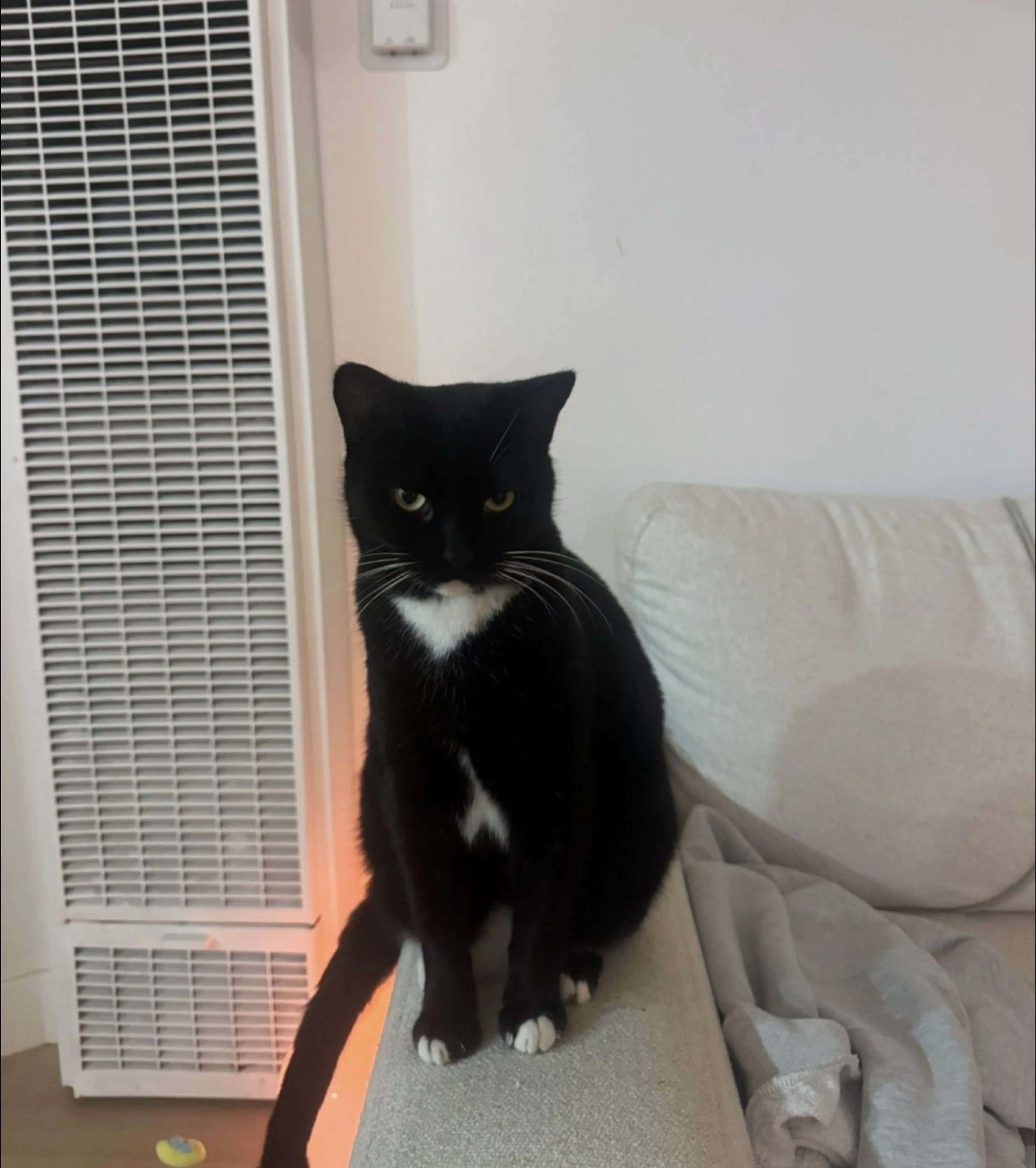 Lost pet-1