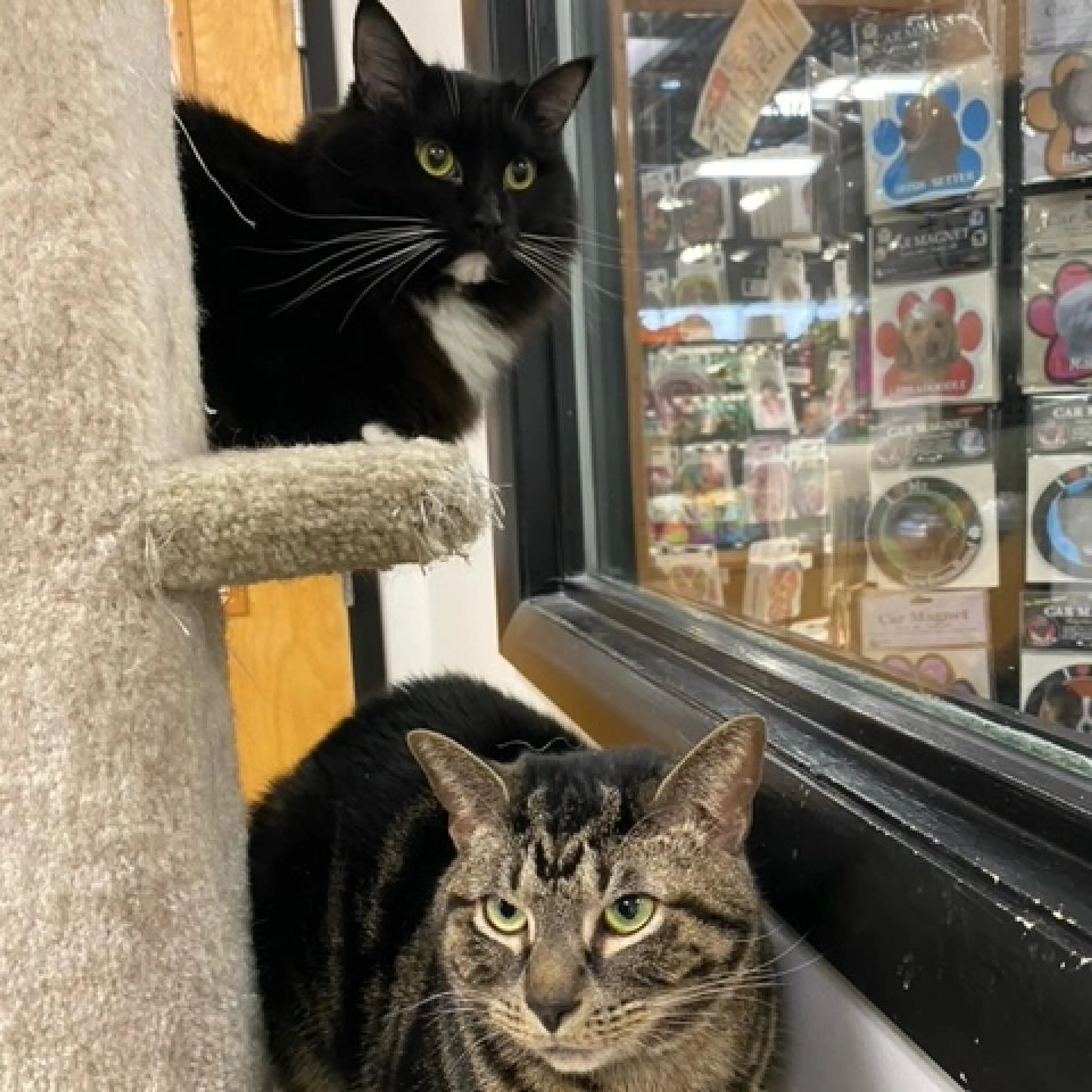 Found pet-3