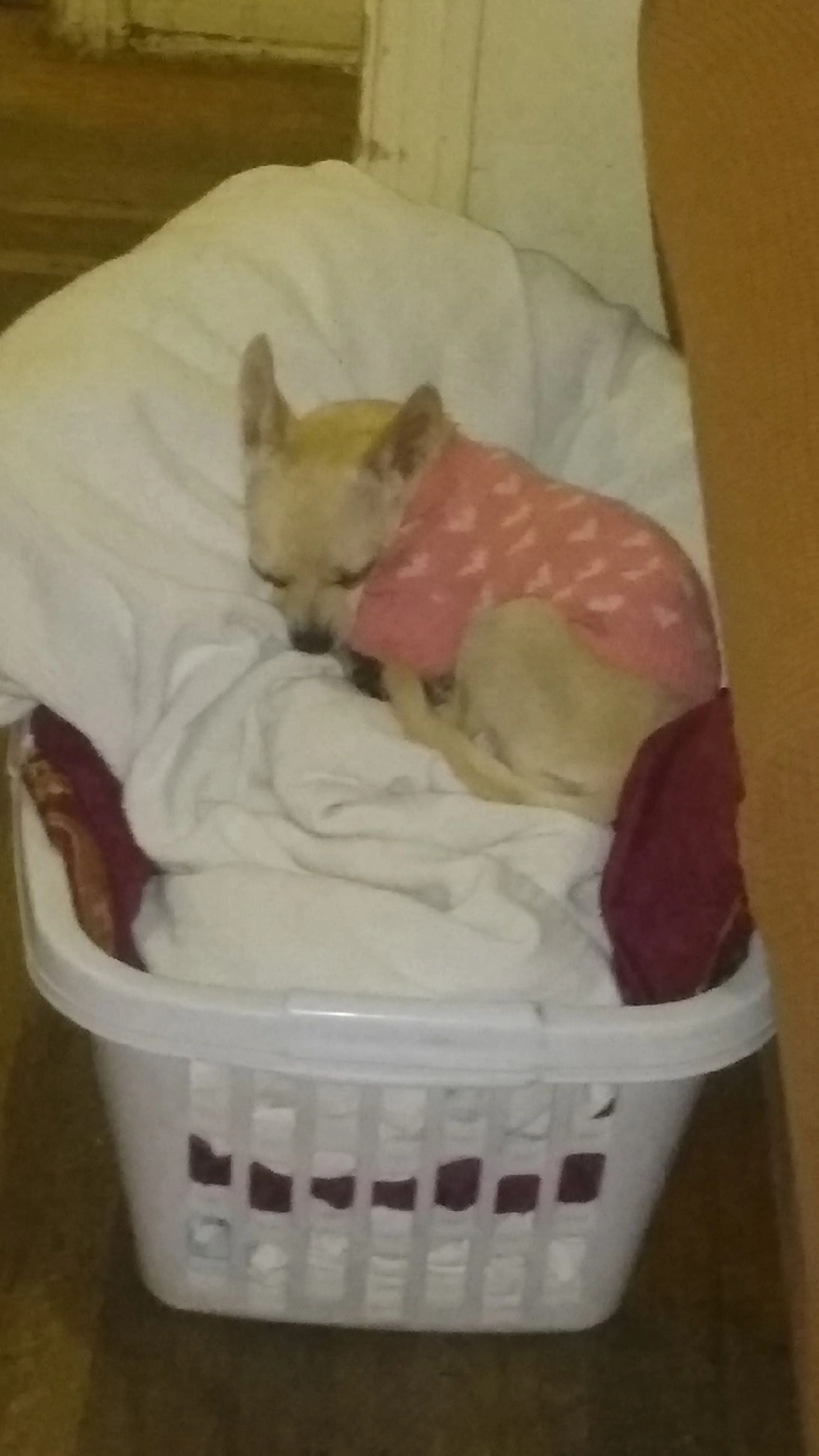 Lost pet-2