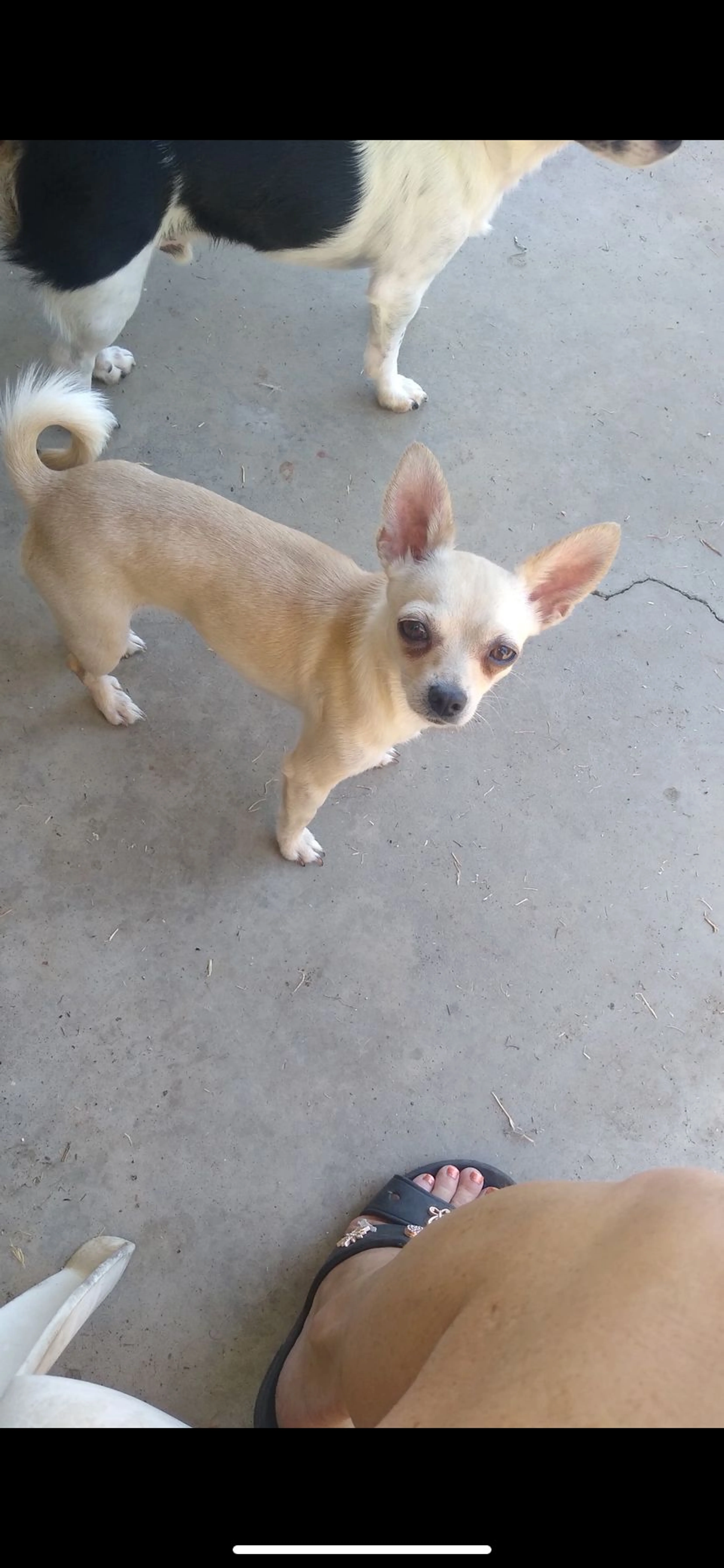 Lost pet-0