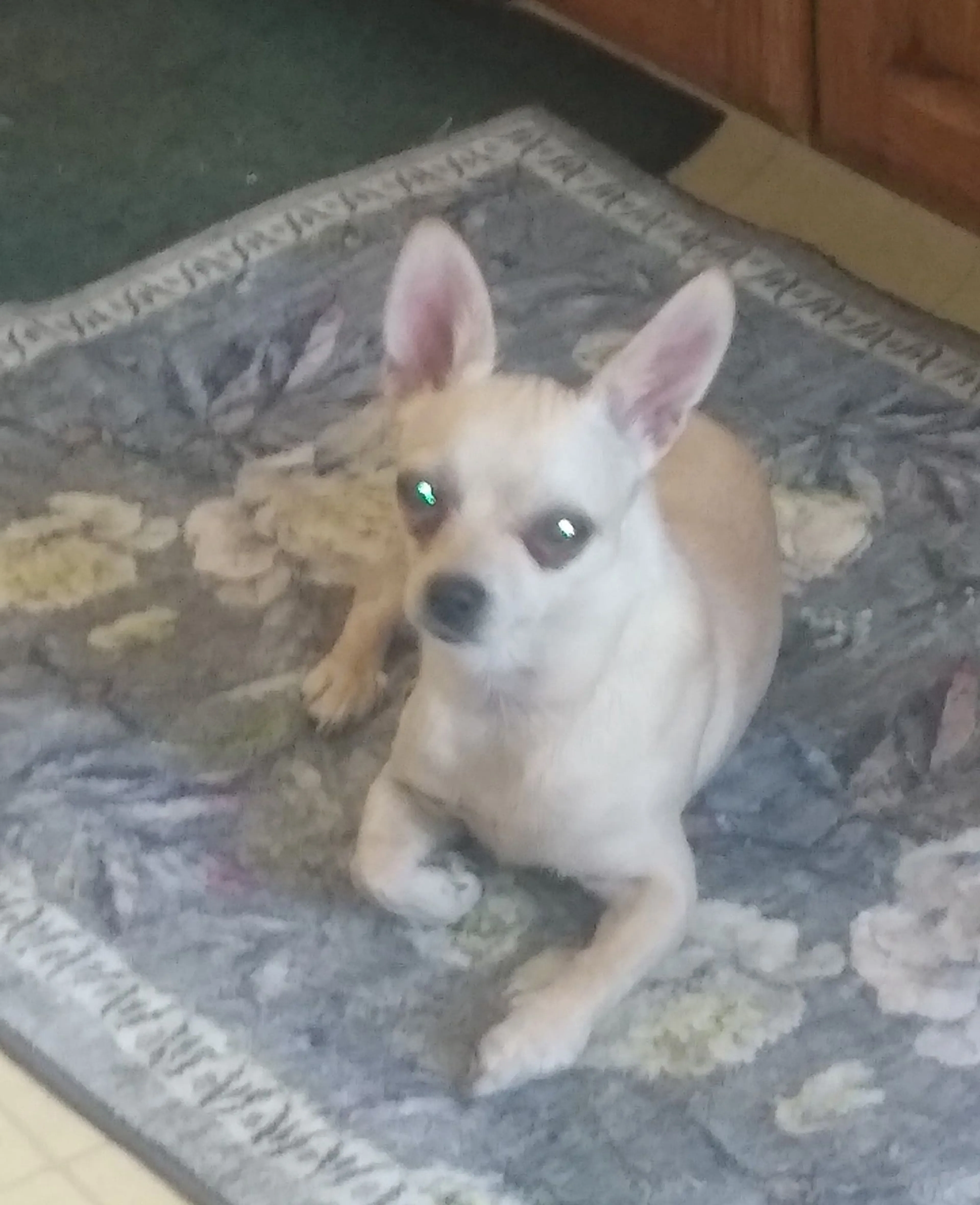 Lost pet-1