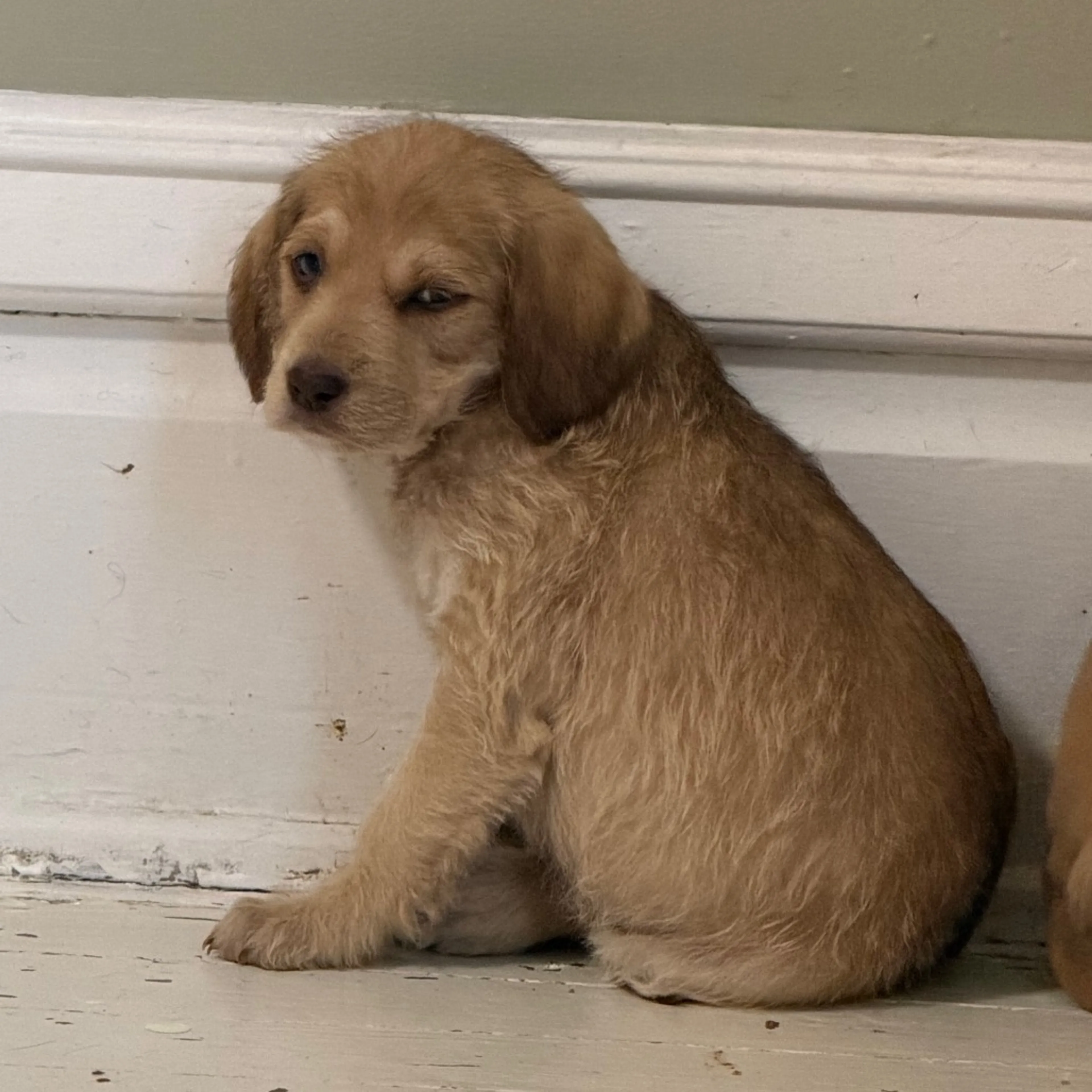 Found pet-1