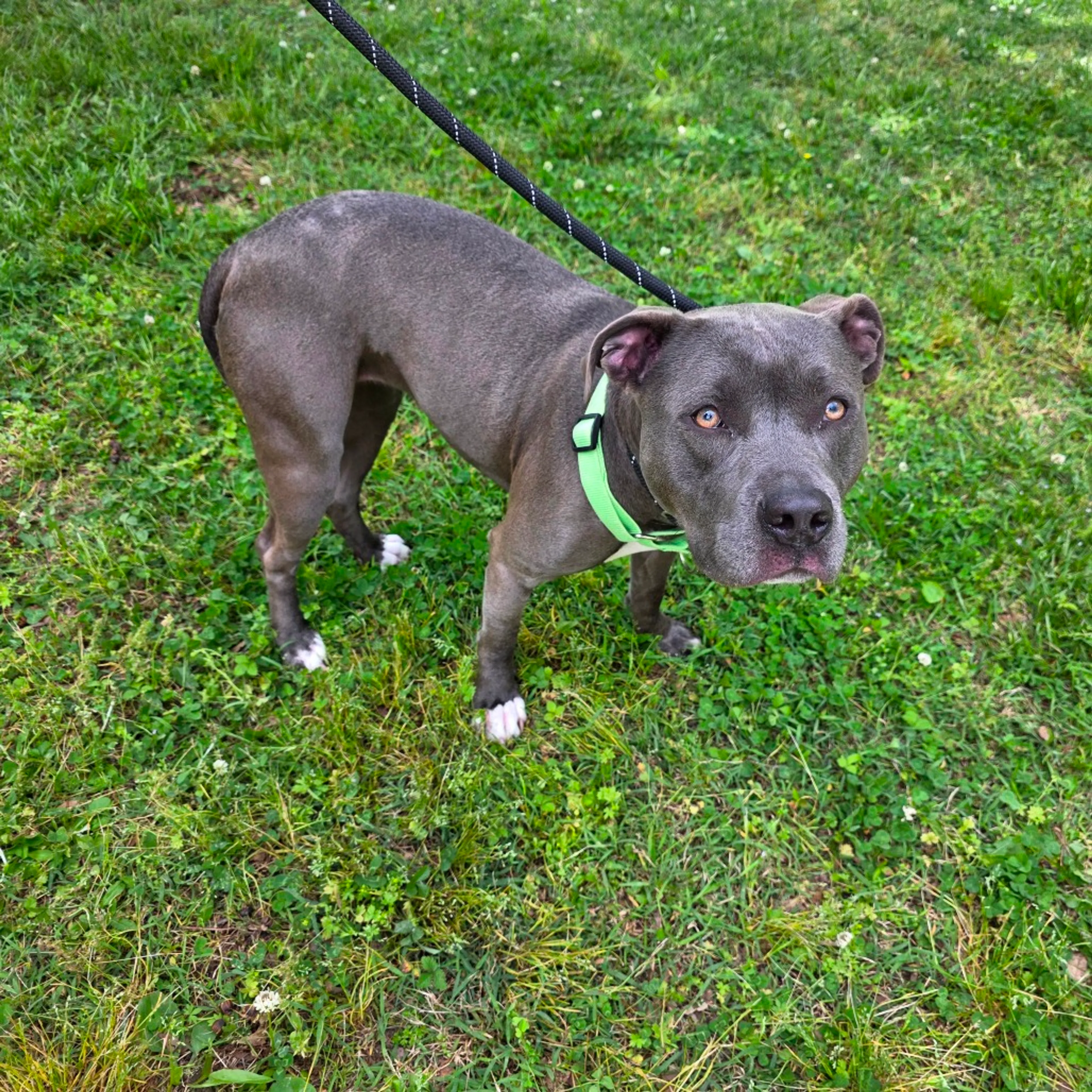 Found pet-8