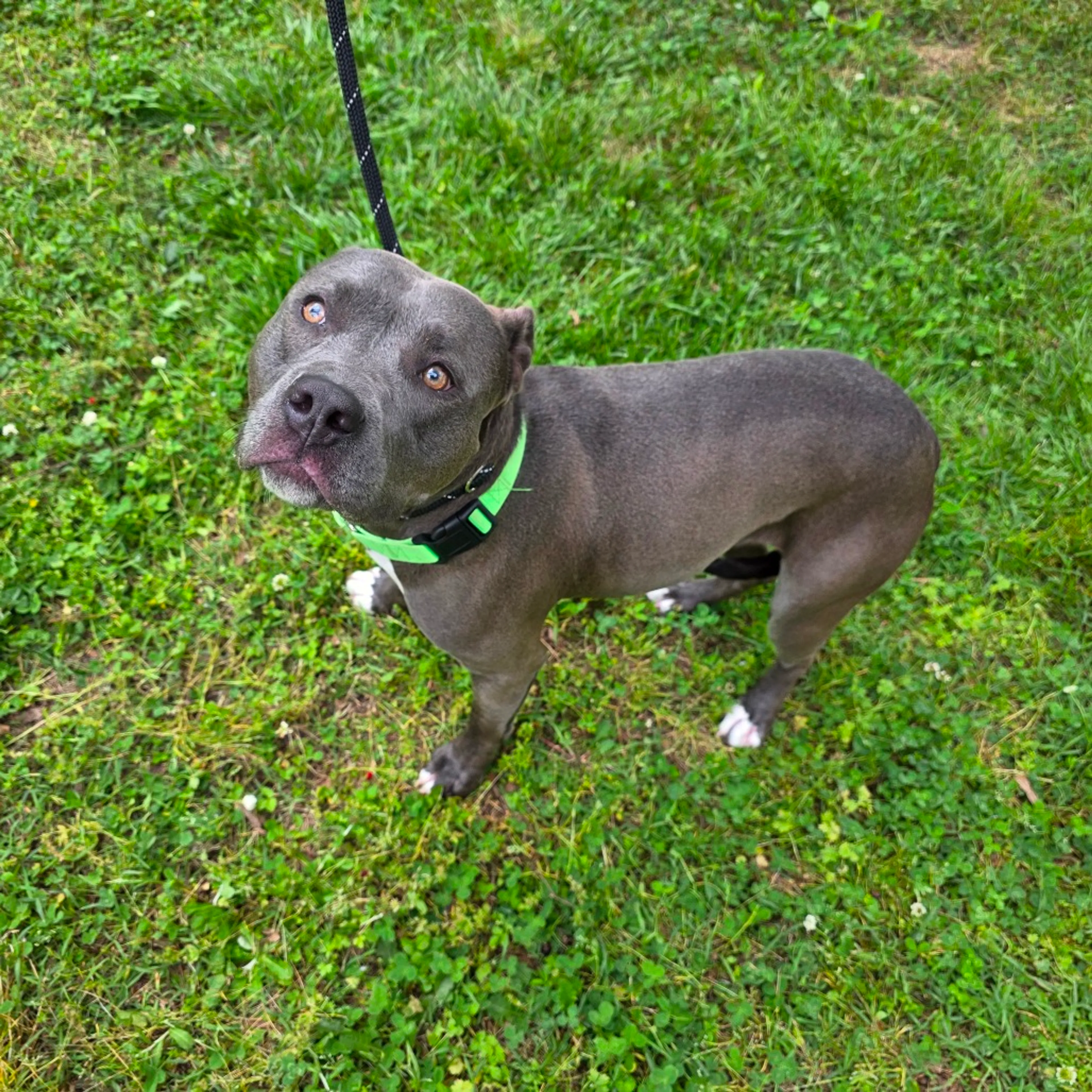 Found pet-7