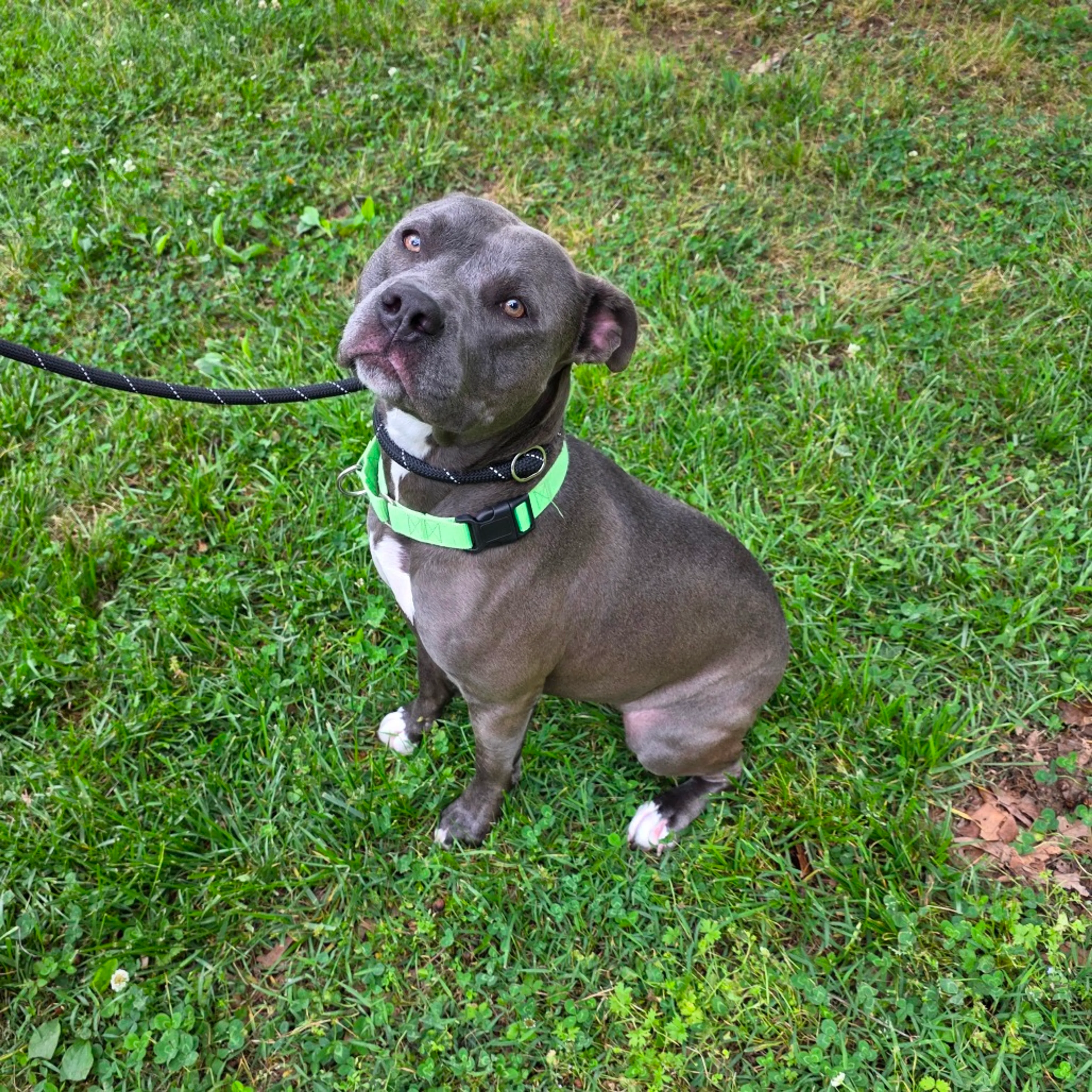 Found pet-6