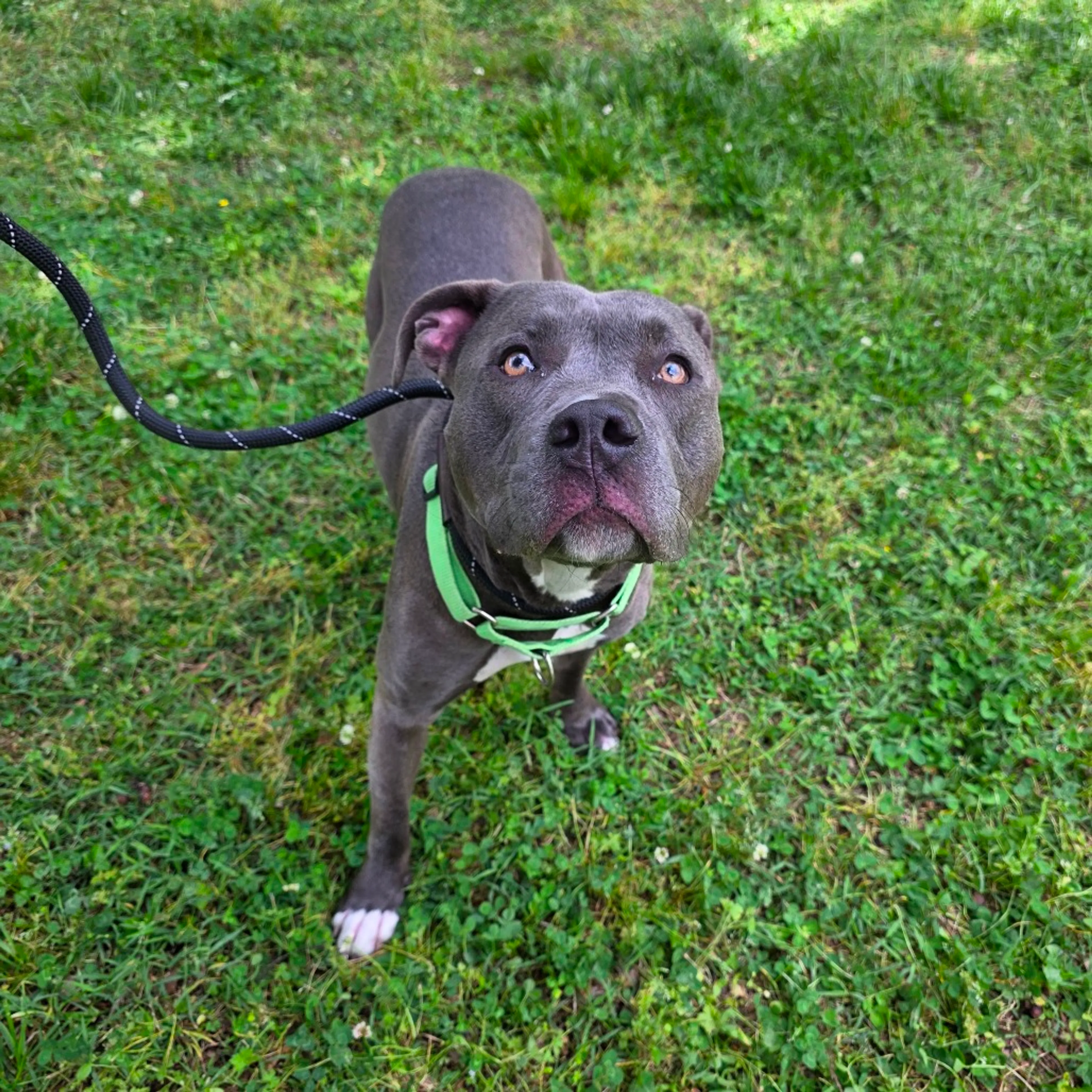 Found pet-9