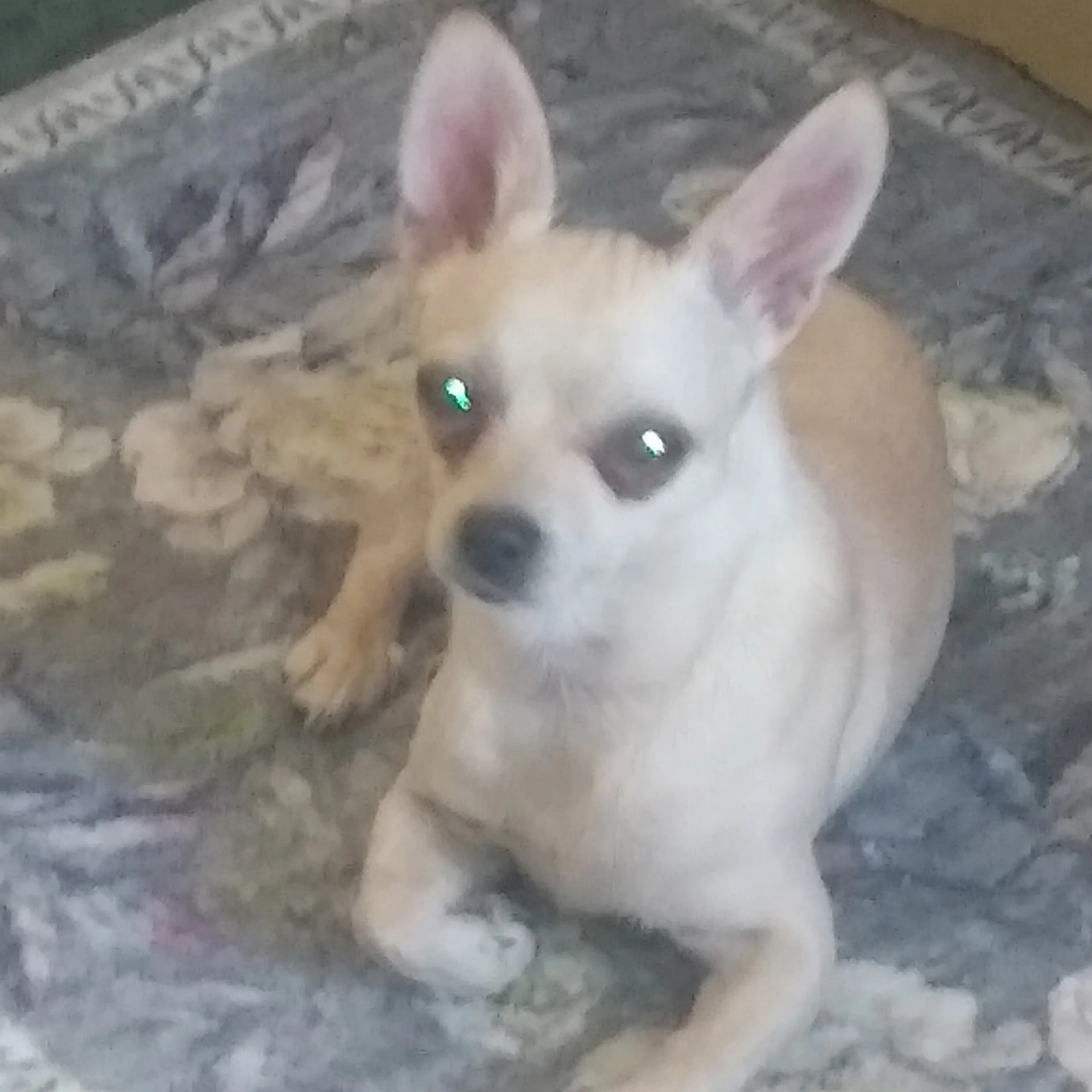 Lost pet-2