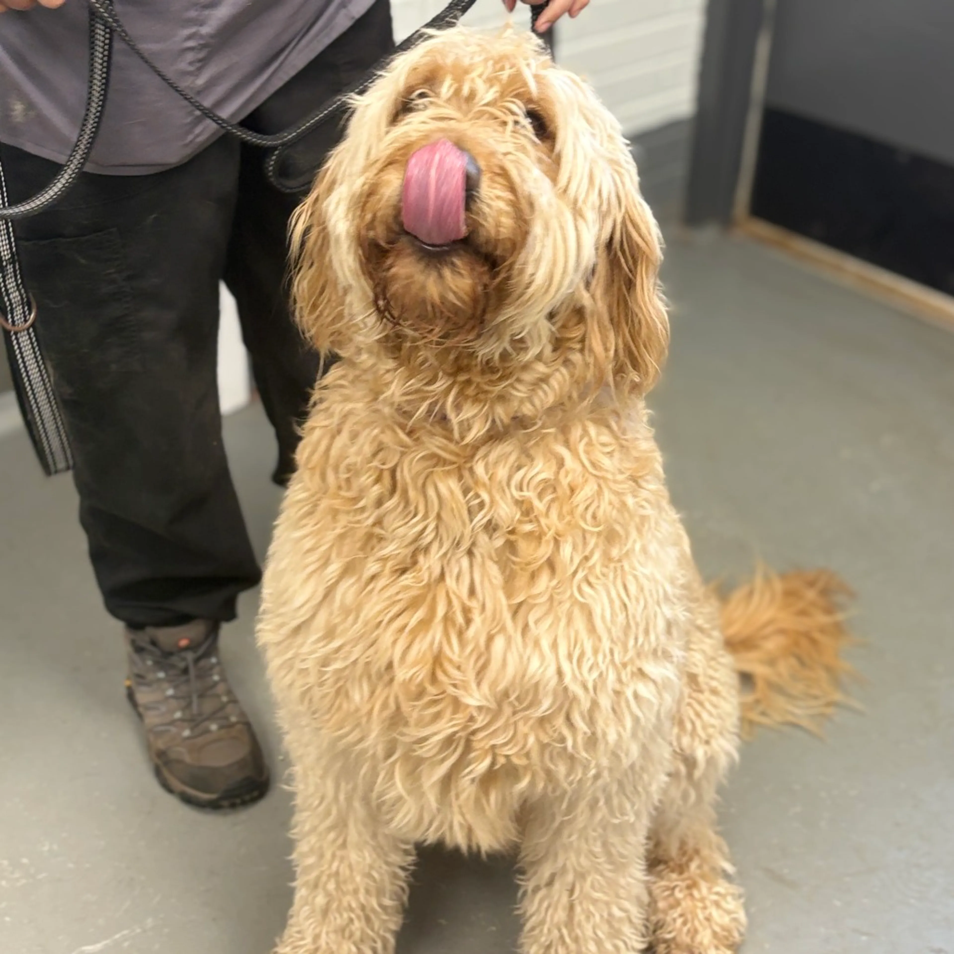 Found pet-1