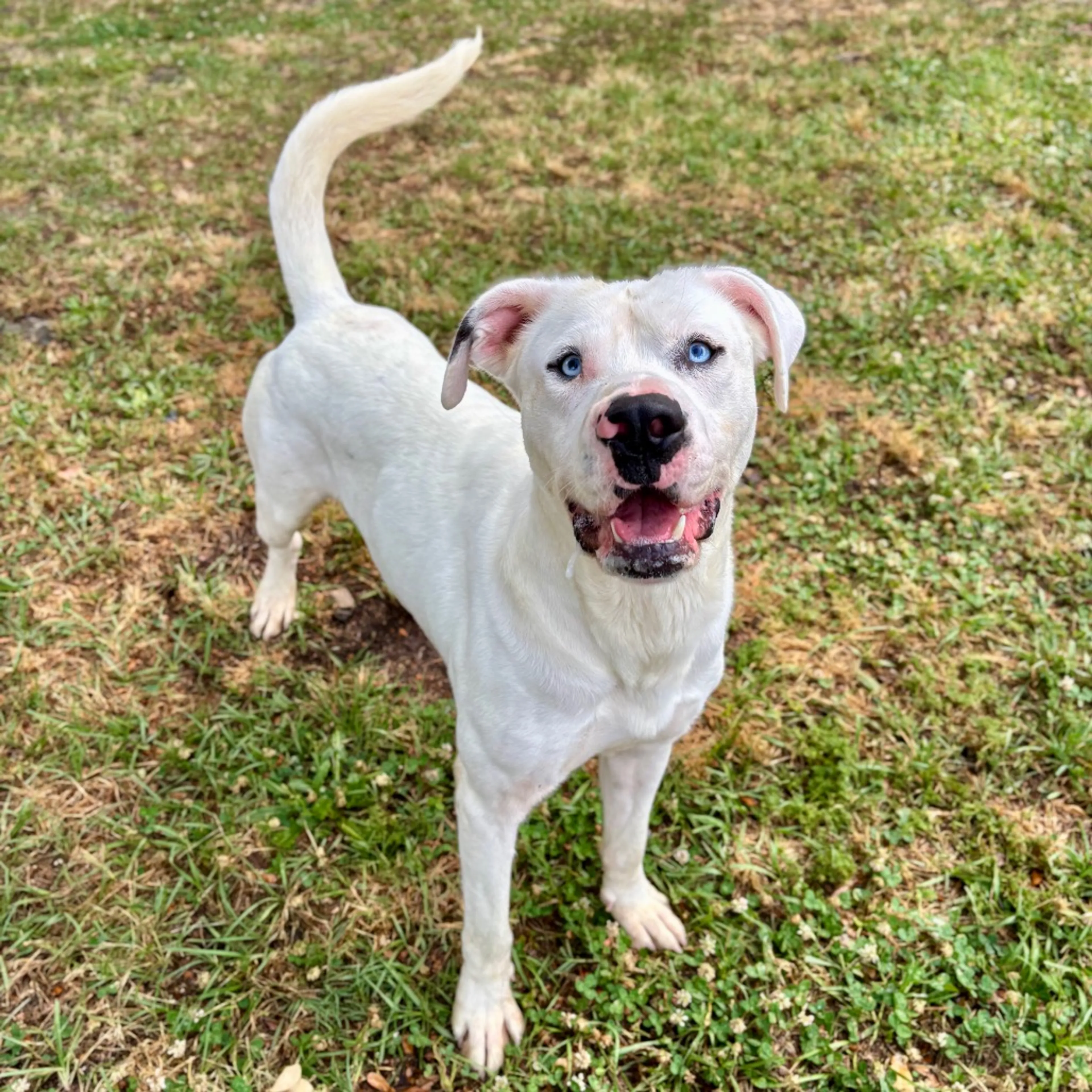 Found pet-1