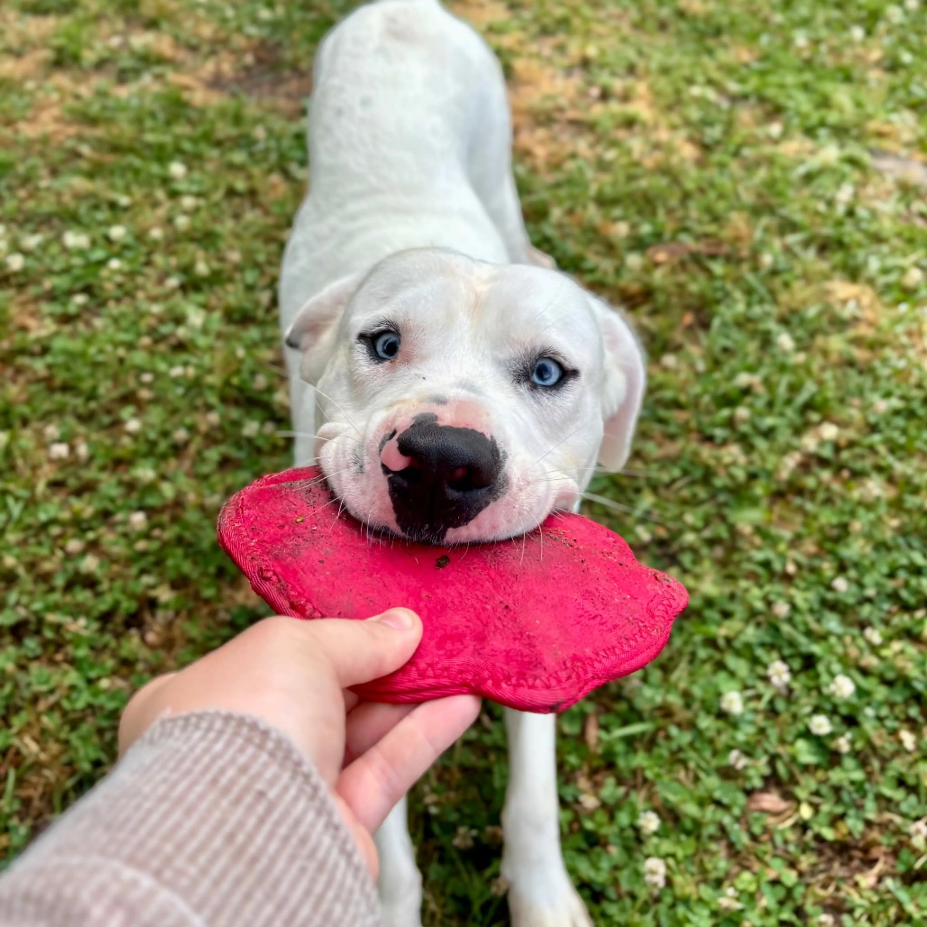 Found pet-2