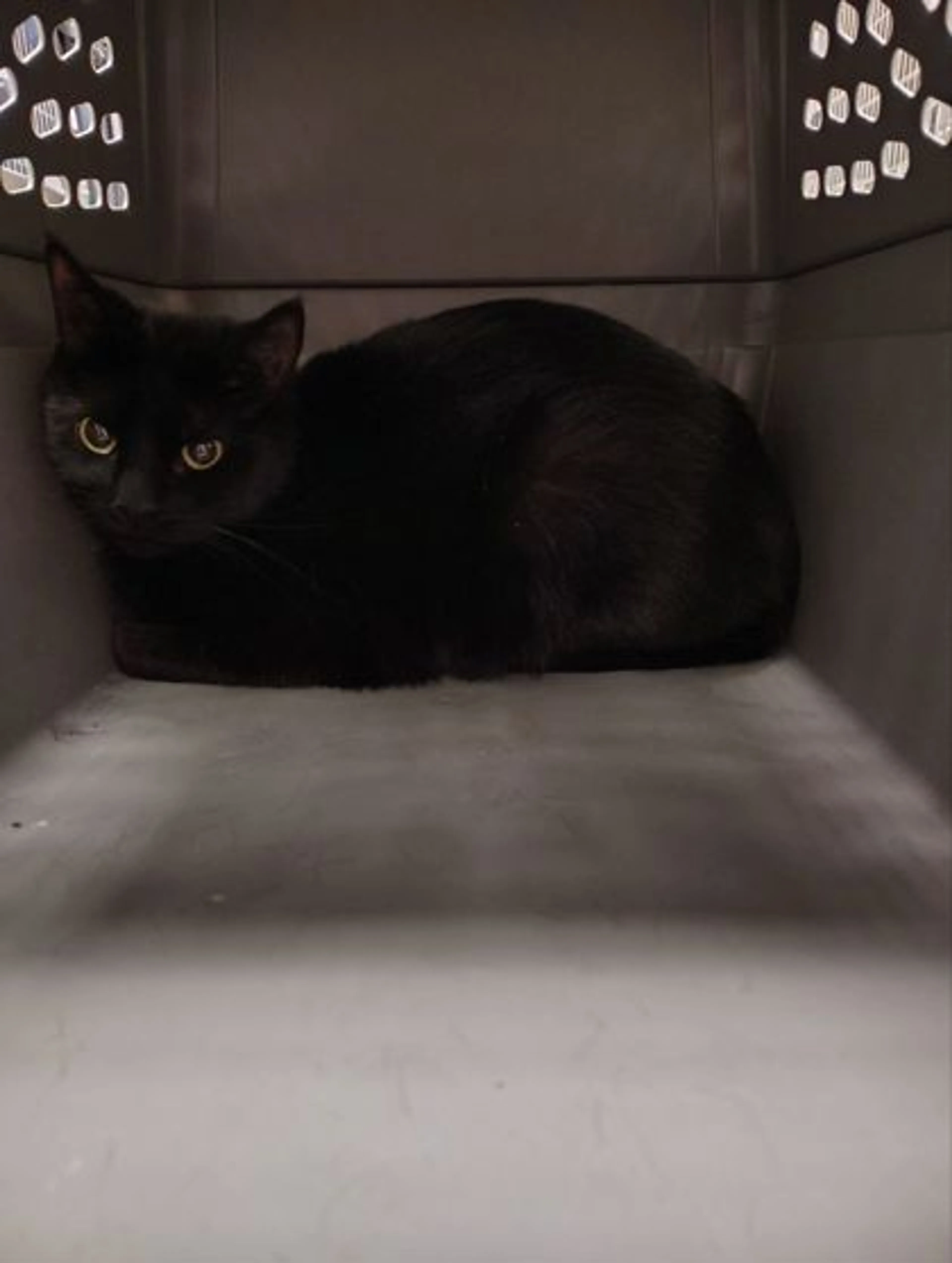 Found pet