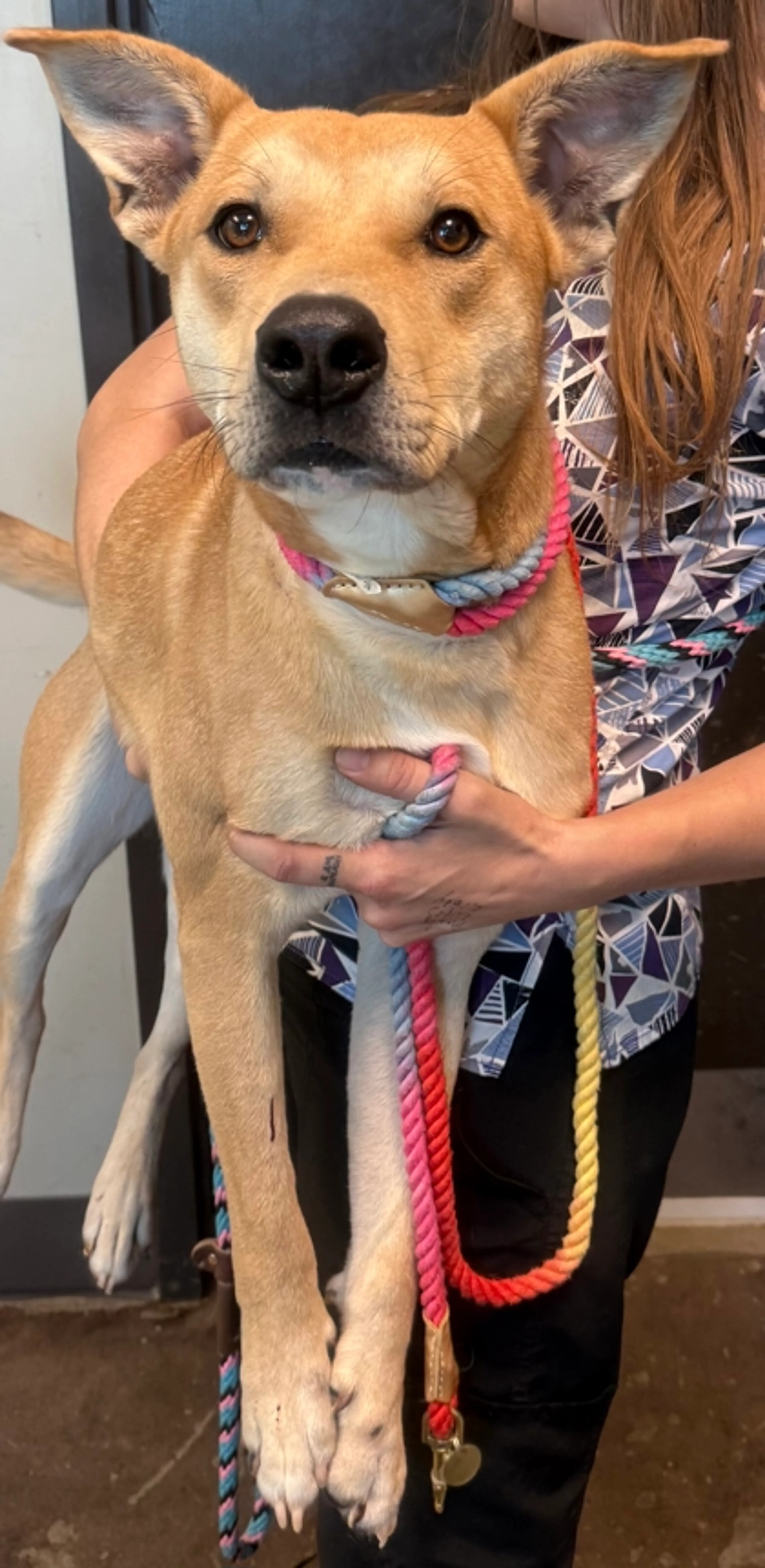 Found pet