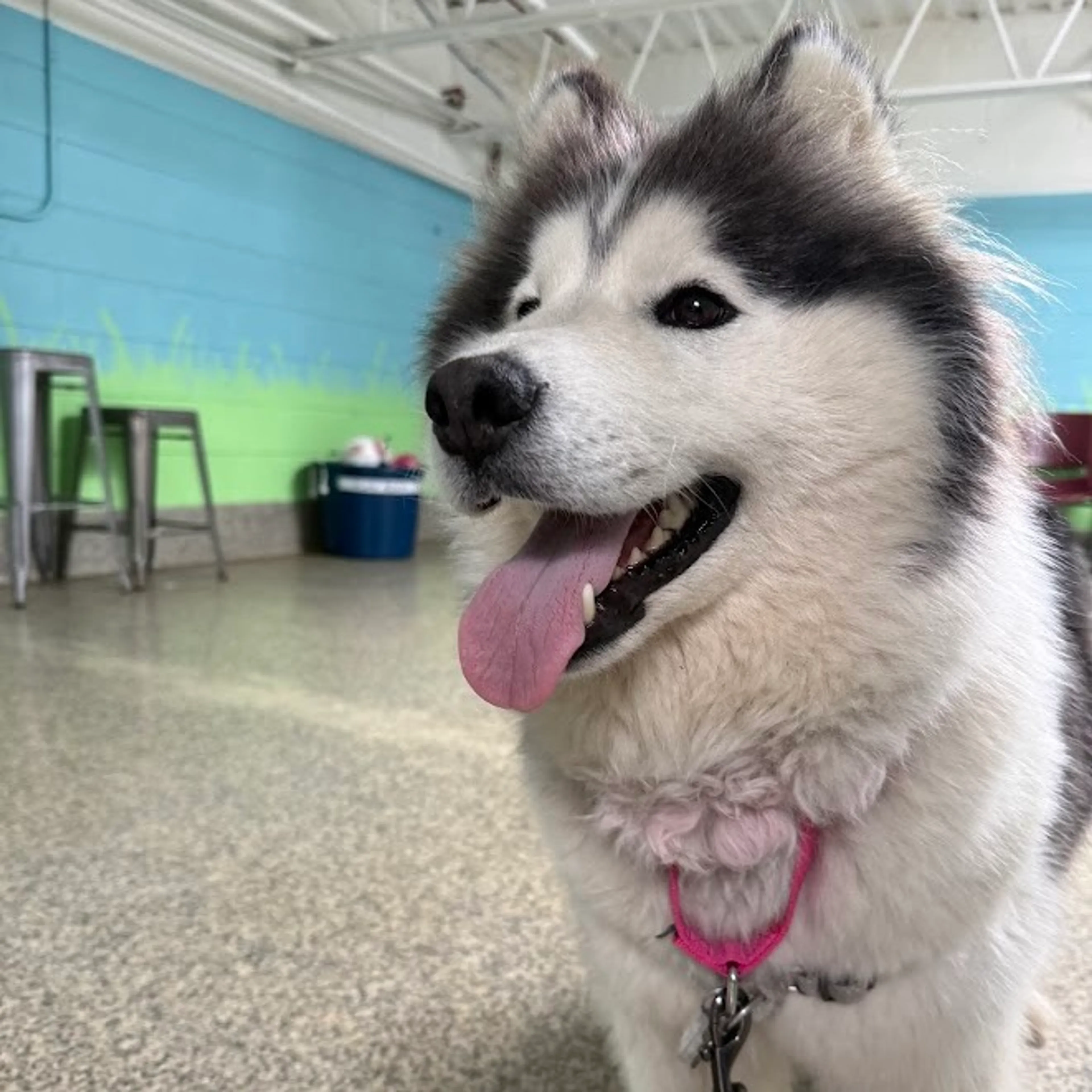 Found pet-1