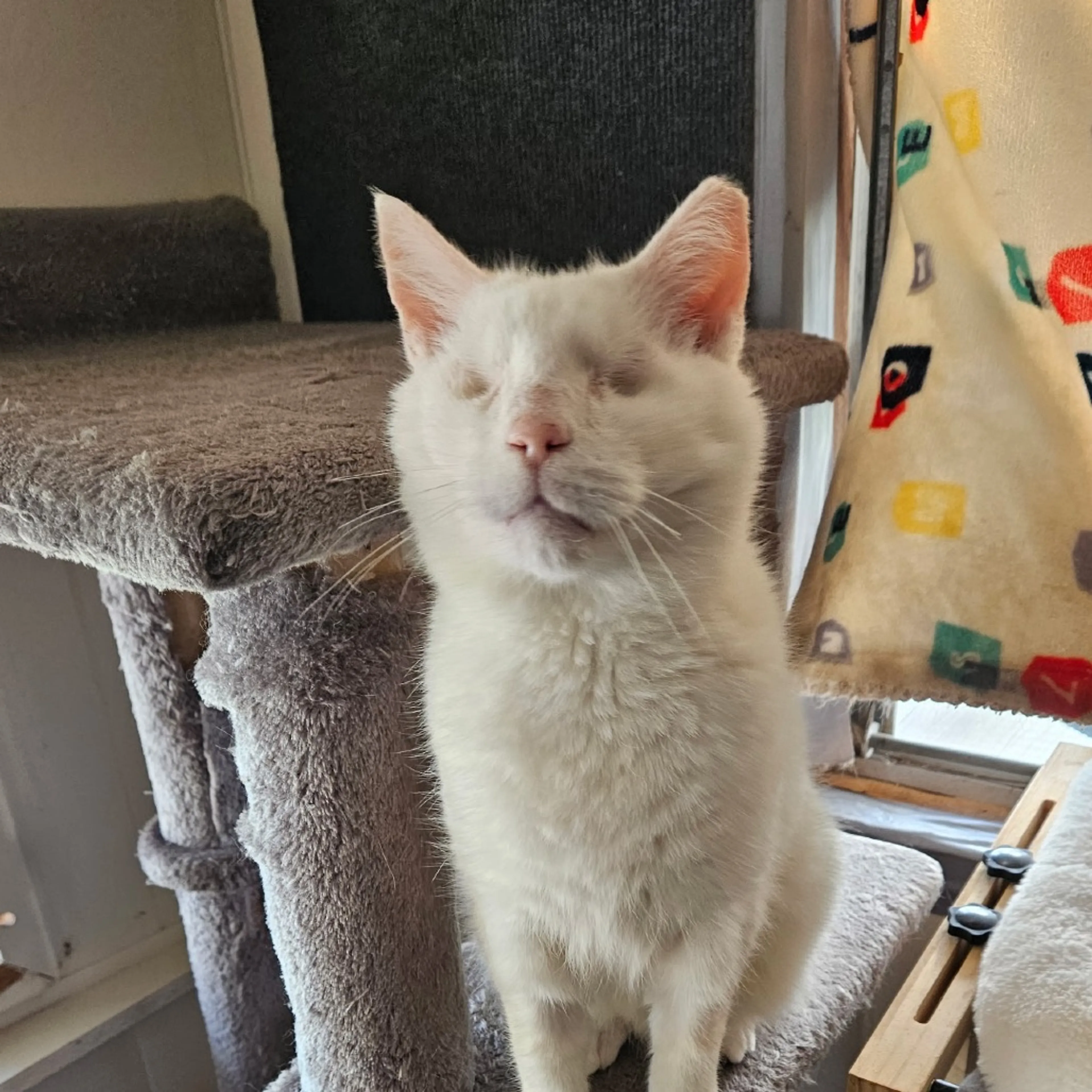 Found pet-6