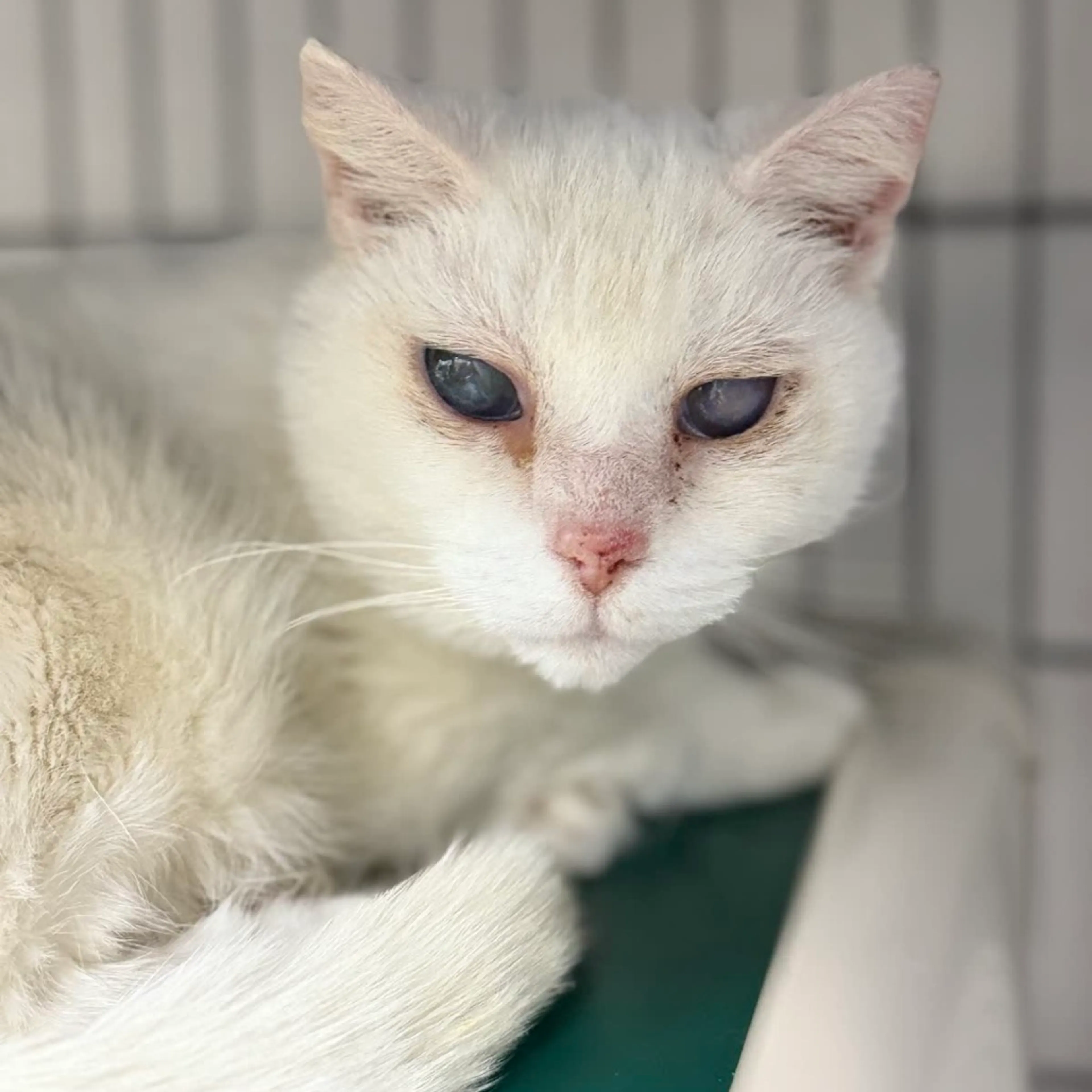 Found pet-3