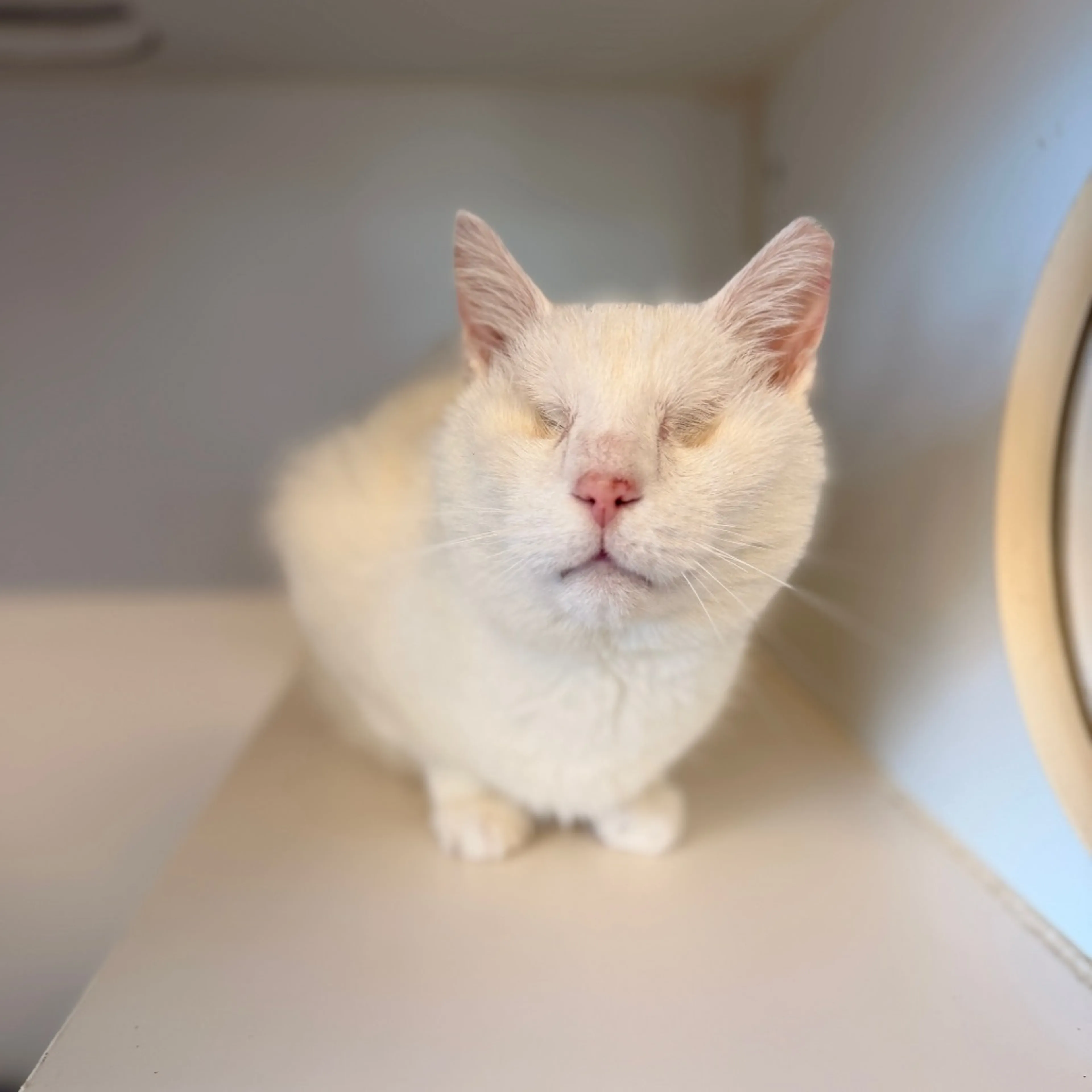 Found pet-9