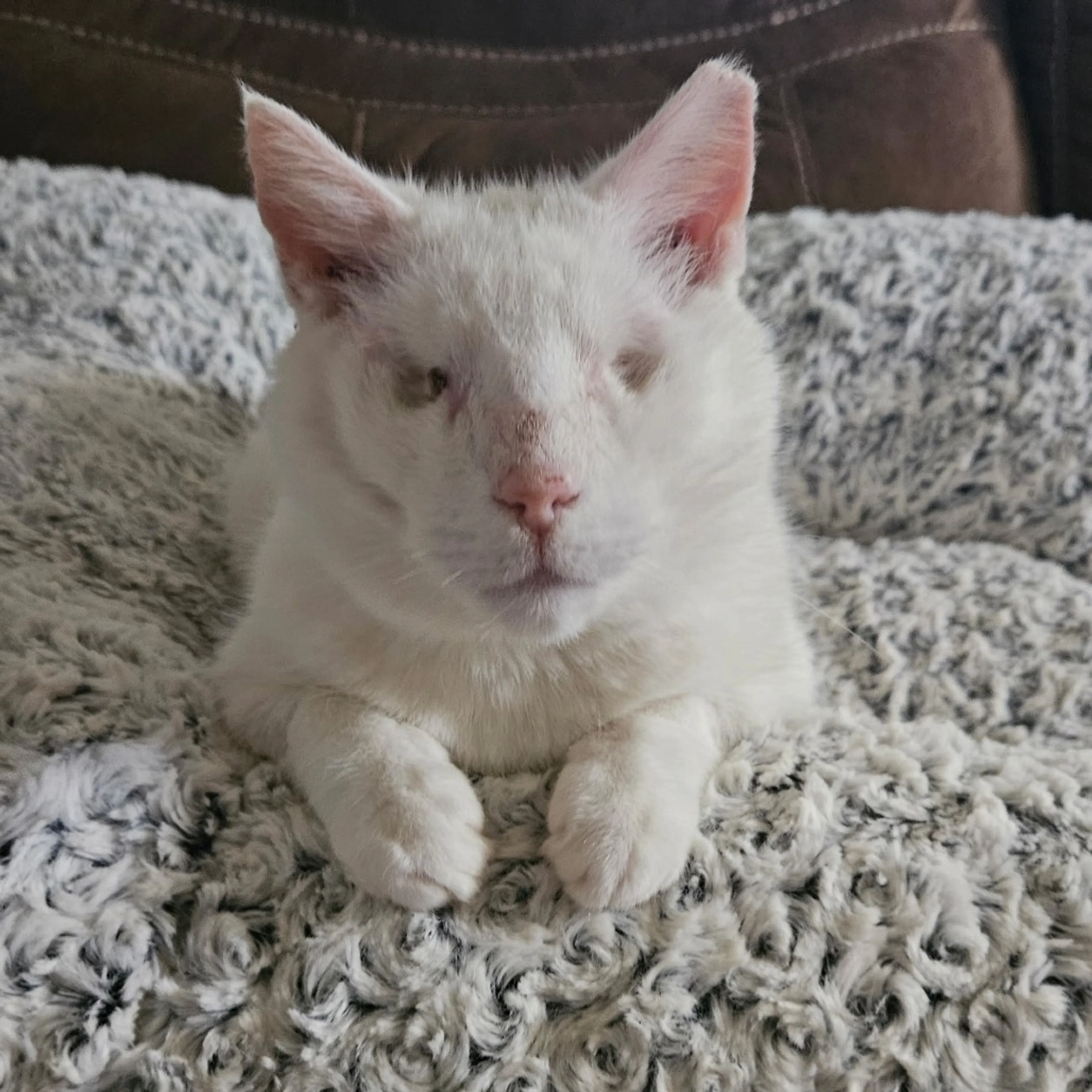 Found pet-7
