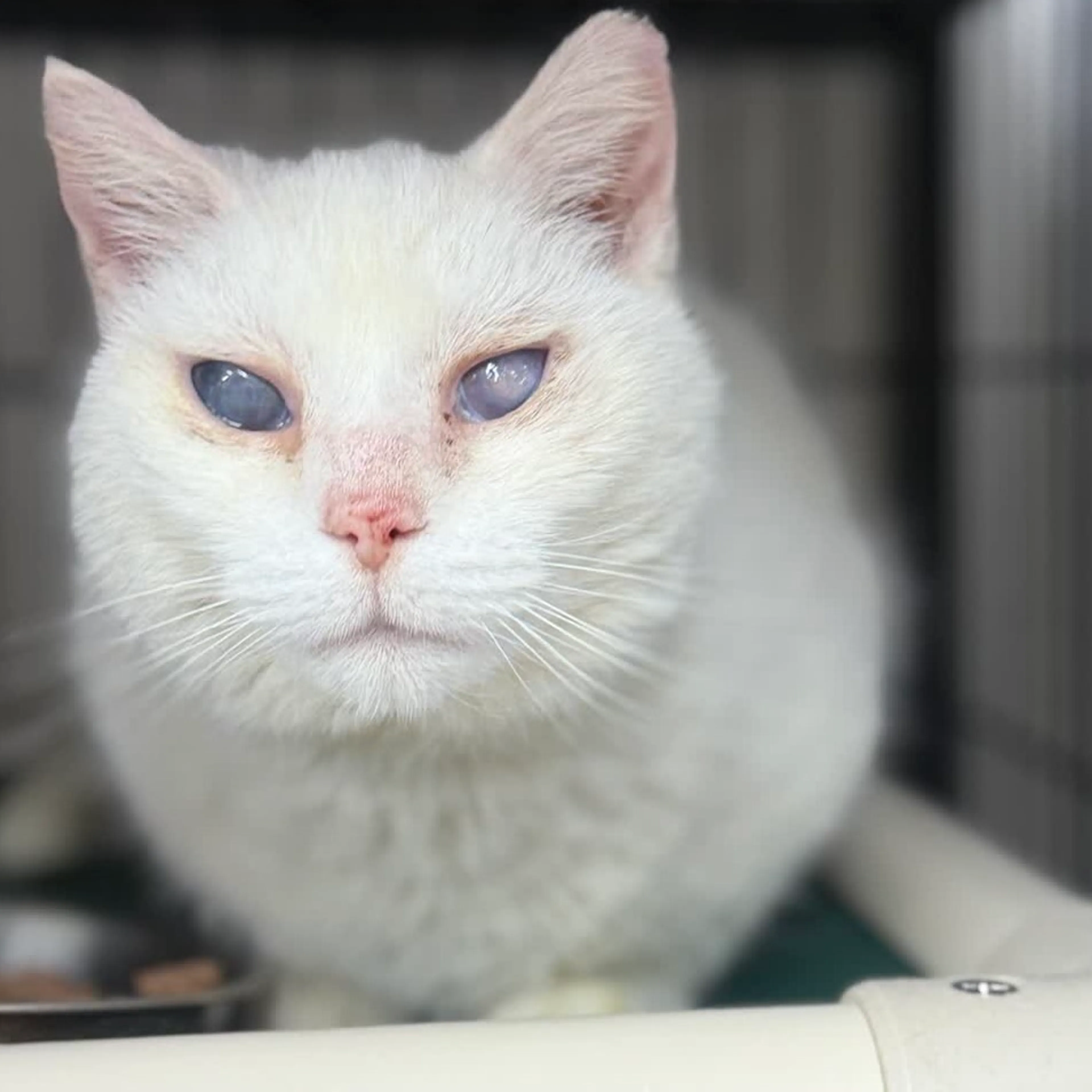 Found pet-5