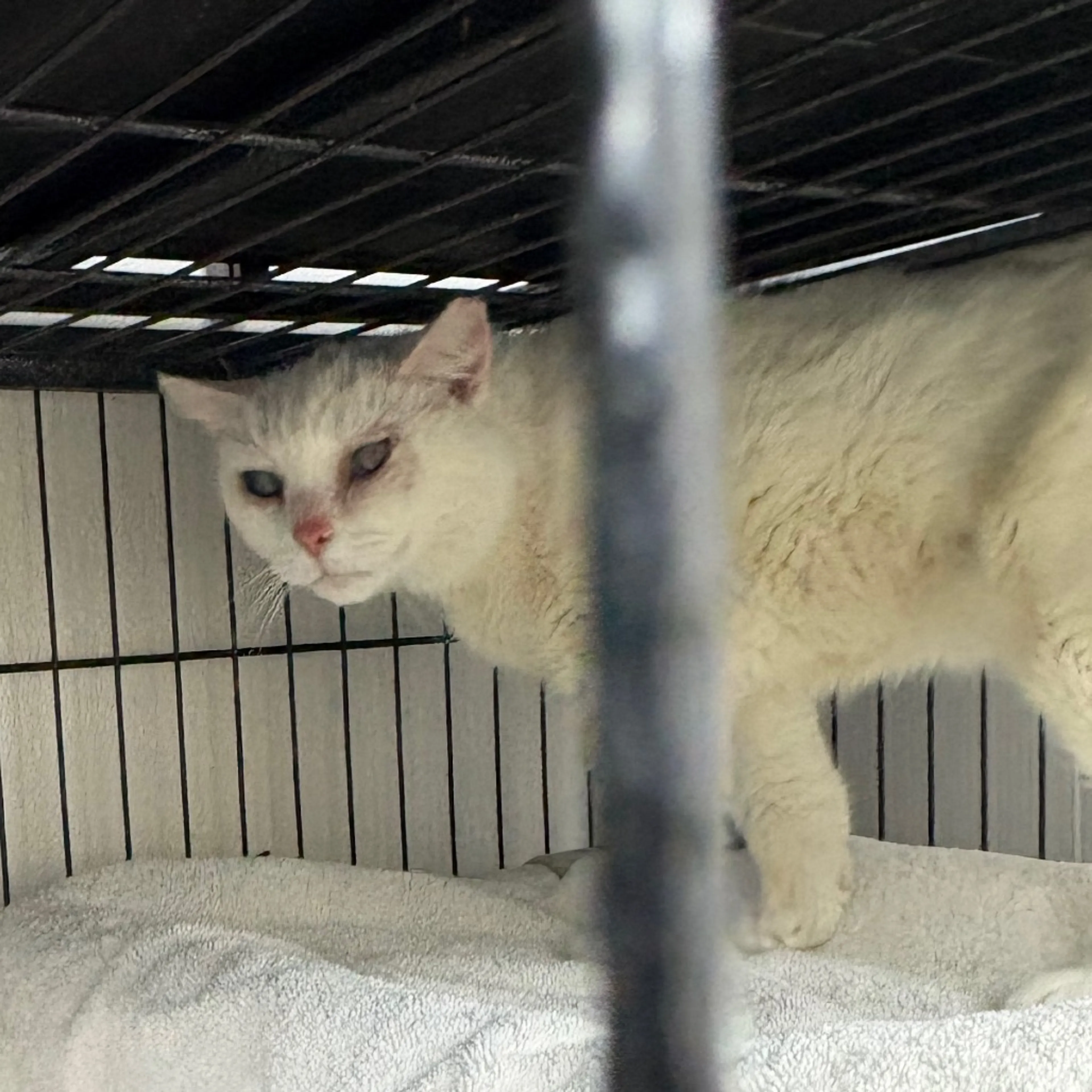 Found pet-1