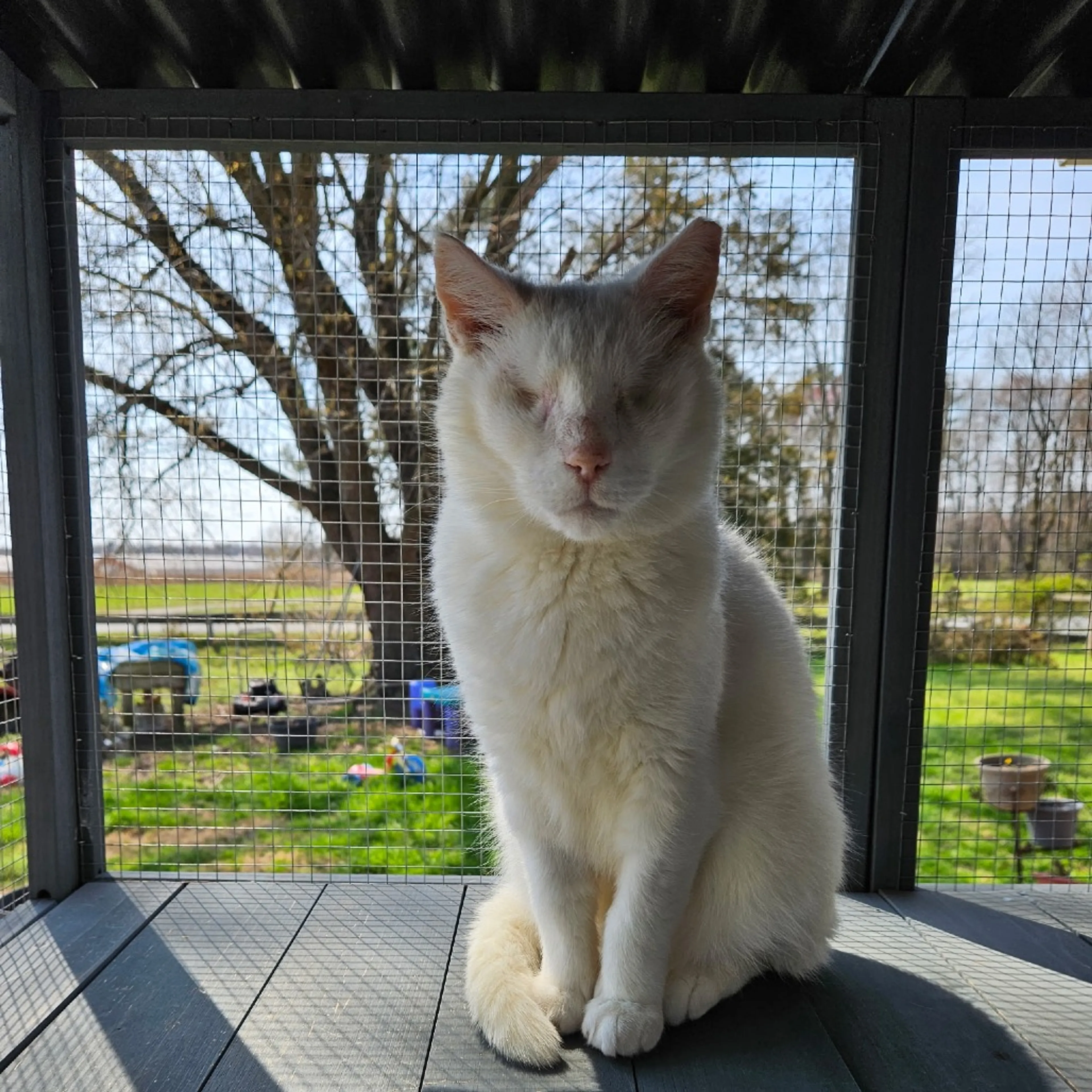Found pet-8