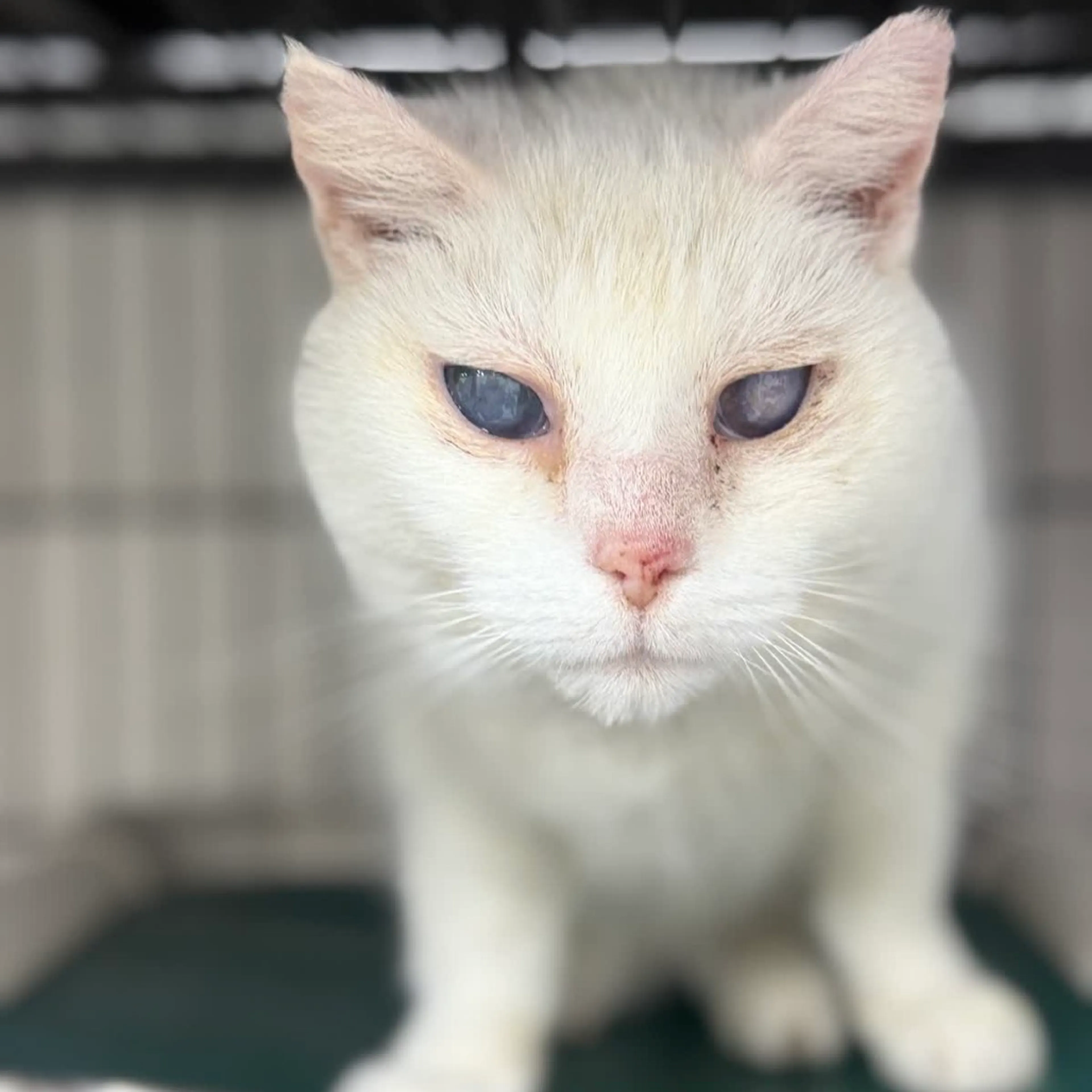 Found pet-2