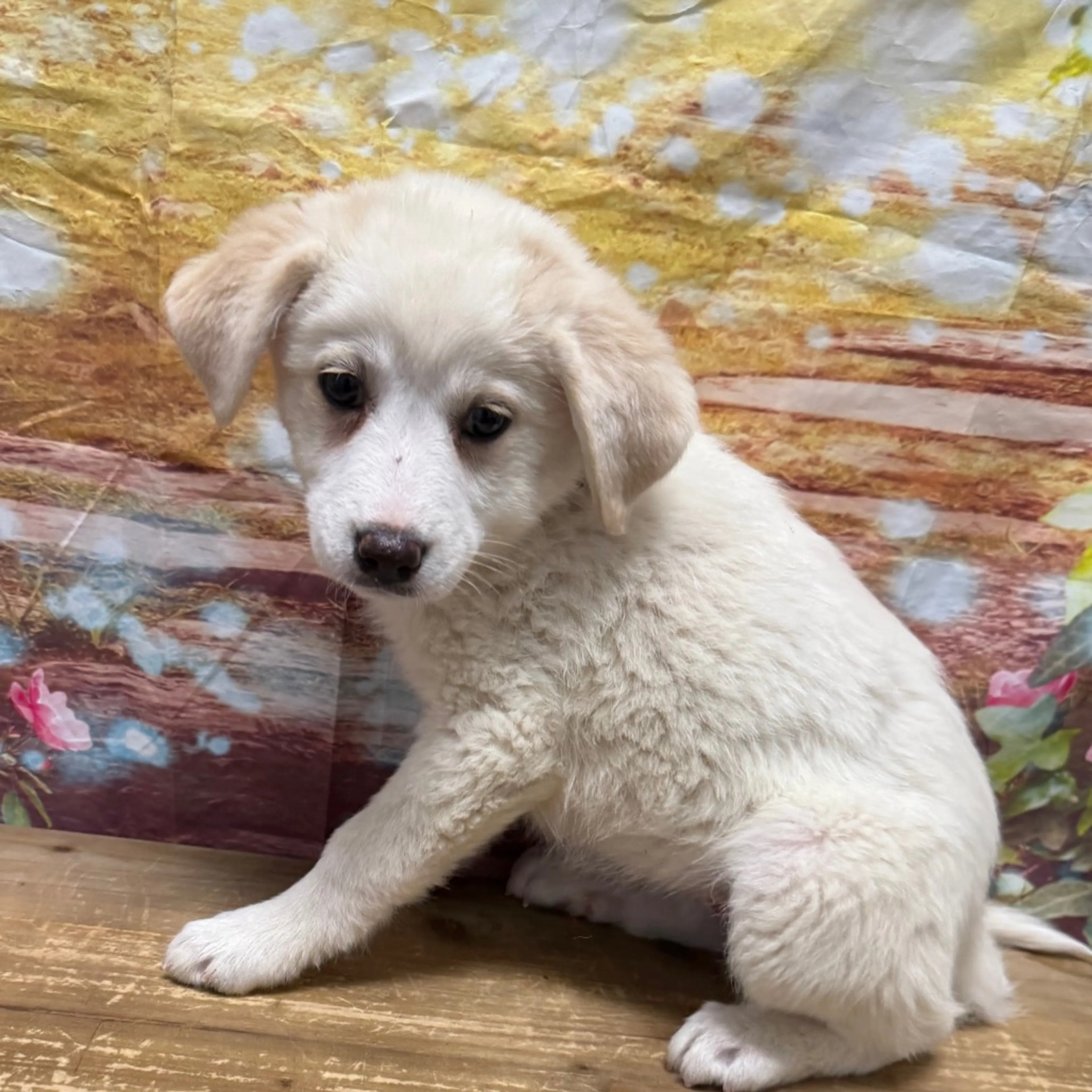 Found pet-2