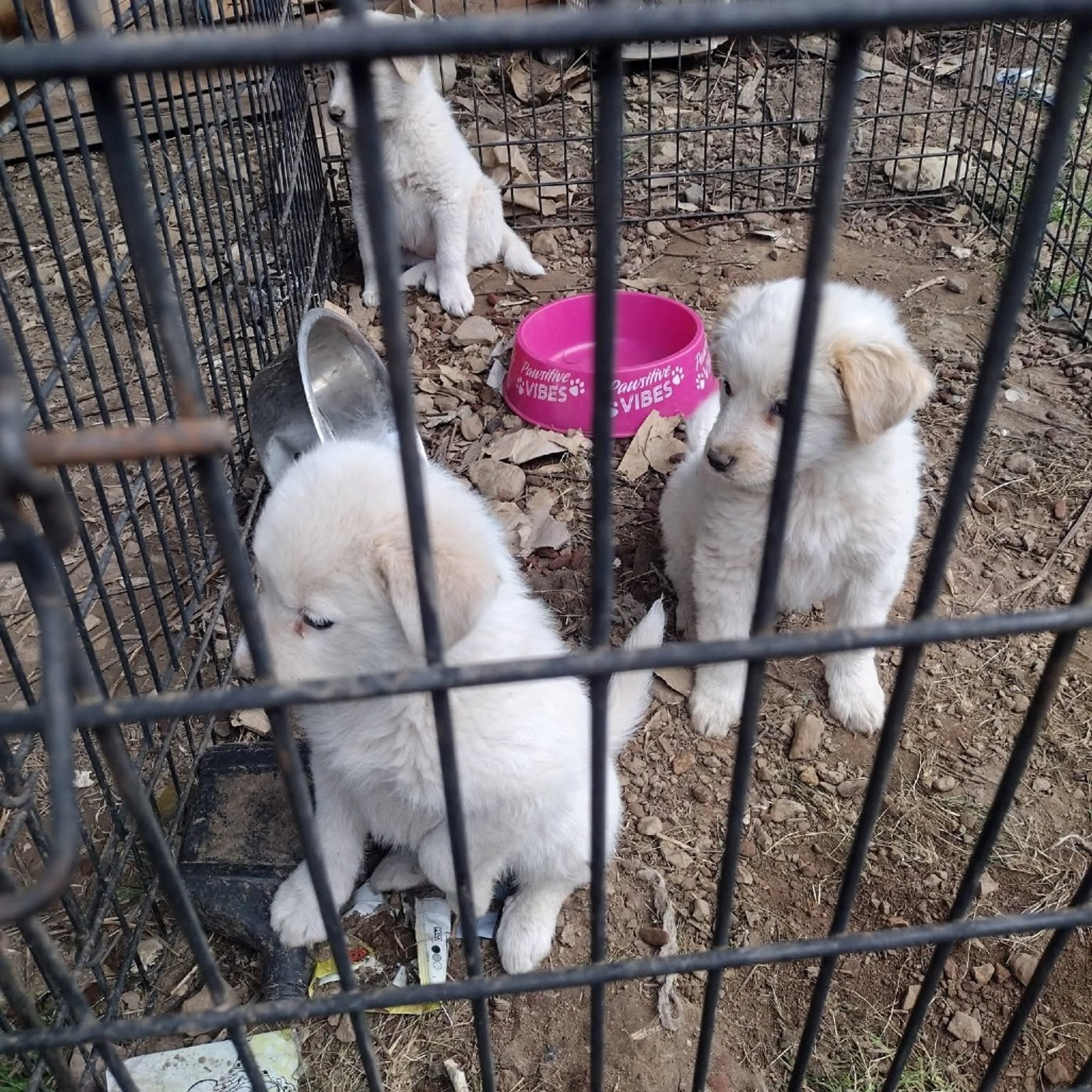 Found pet-1