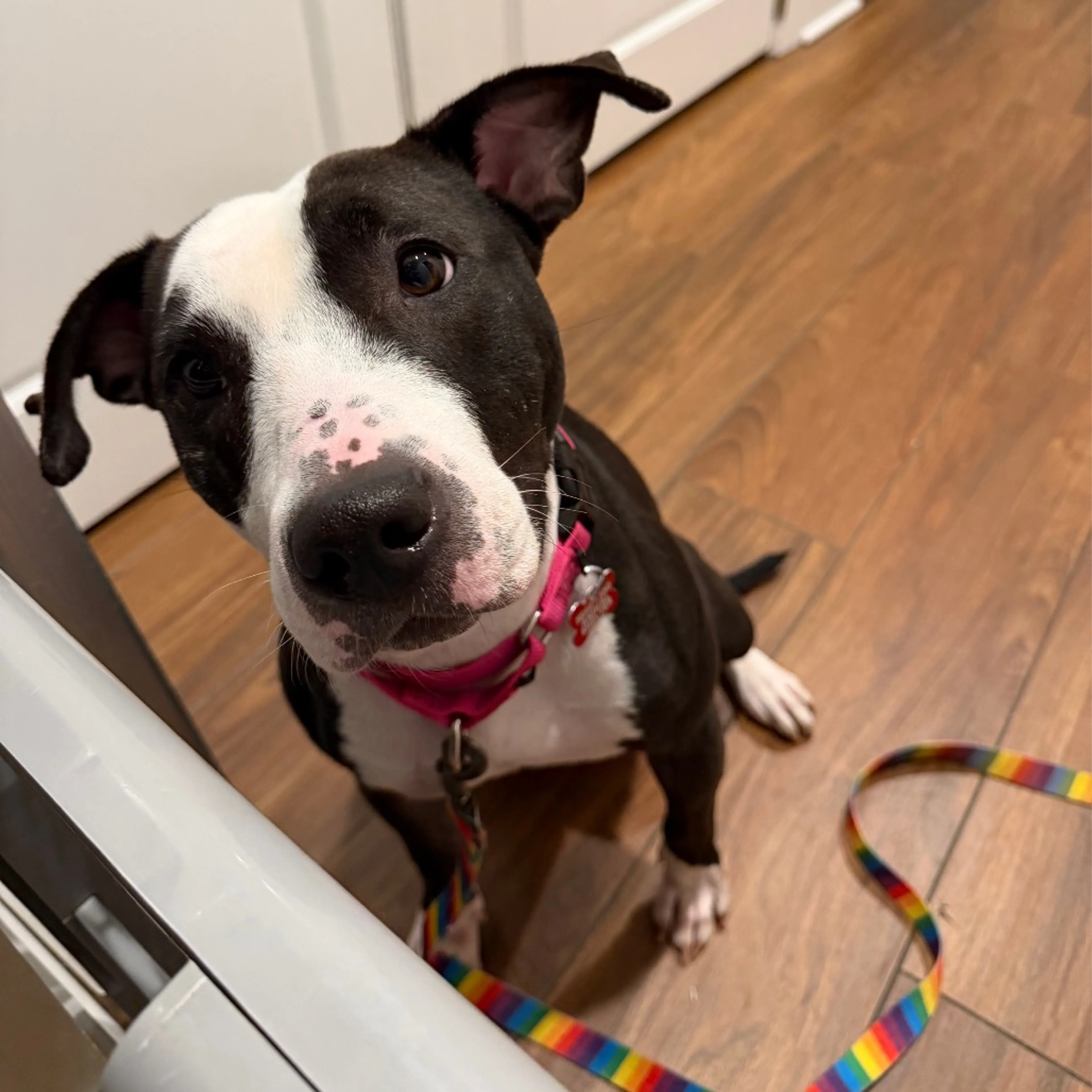 Found pet-11