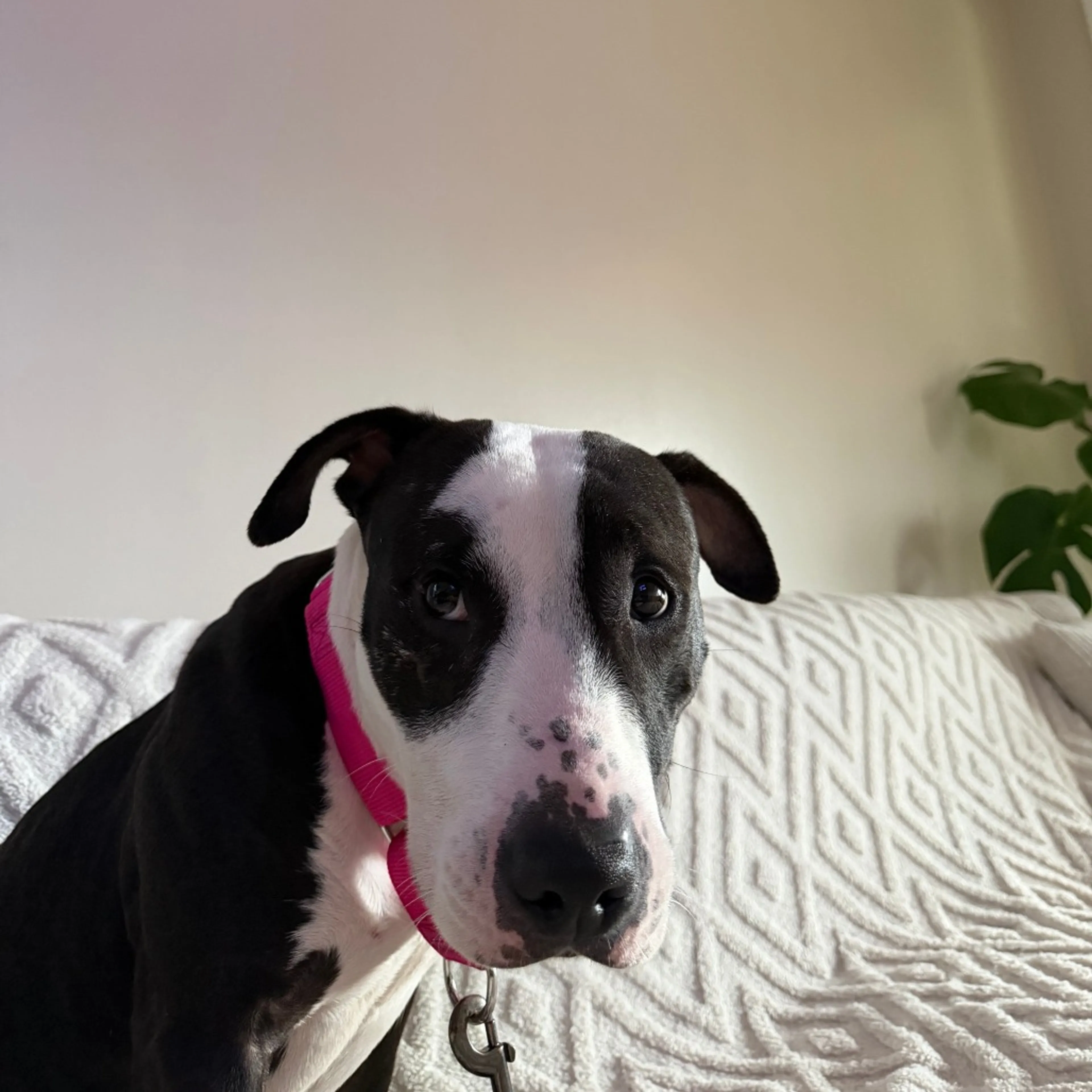 Found pet-8