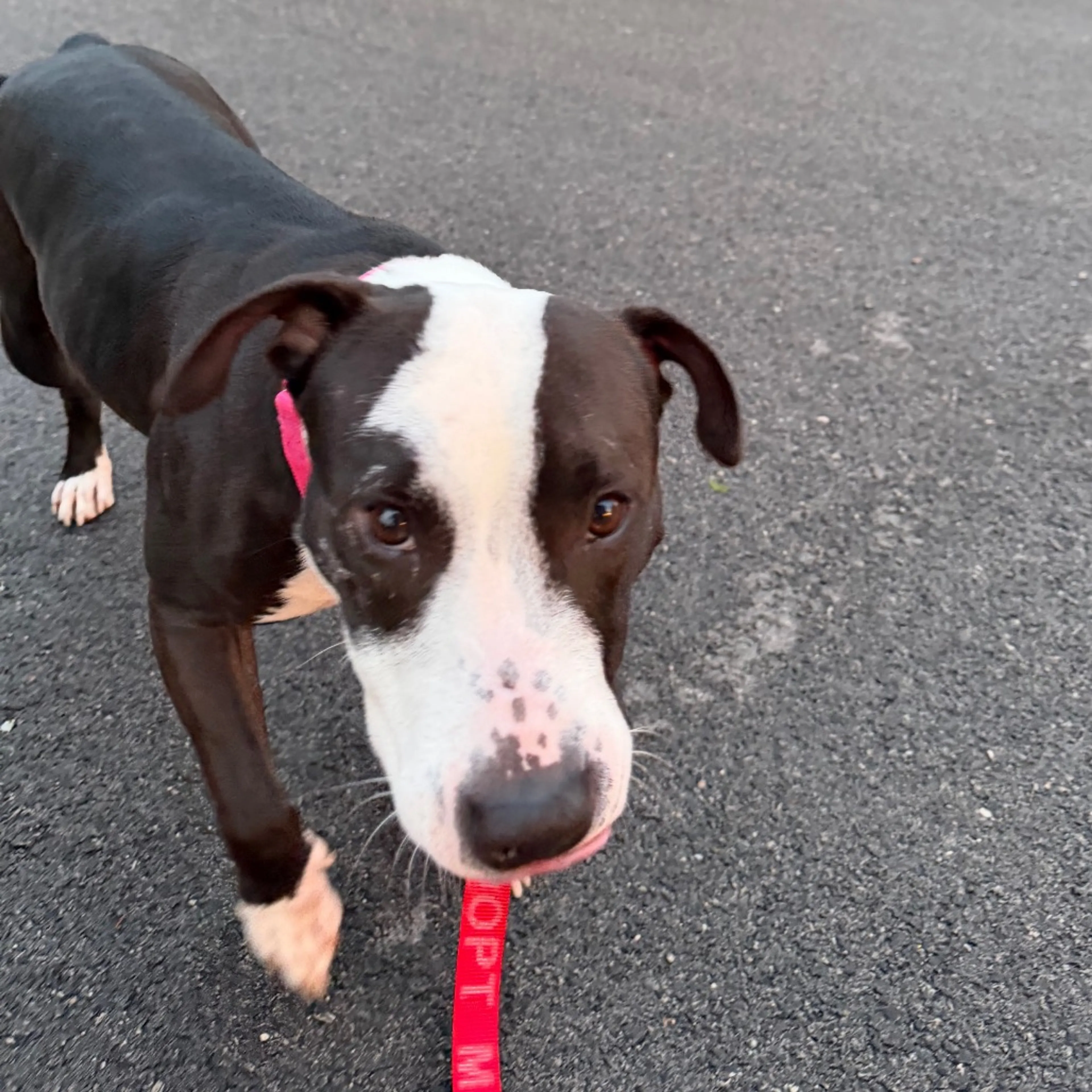 Found pet-18