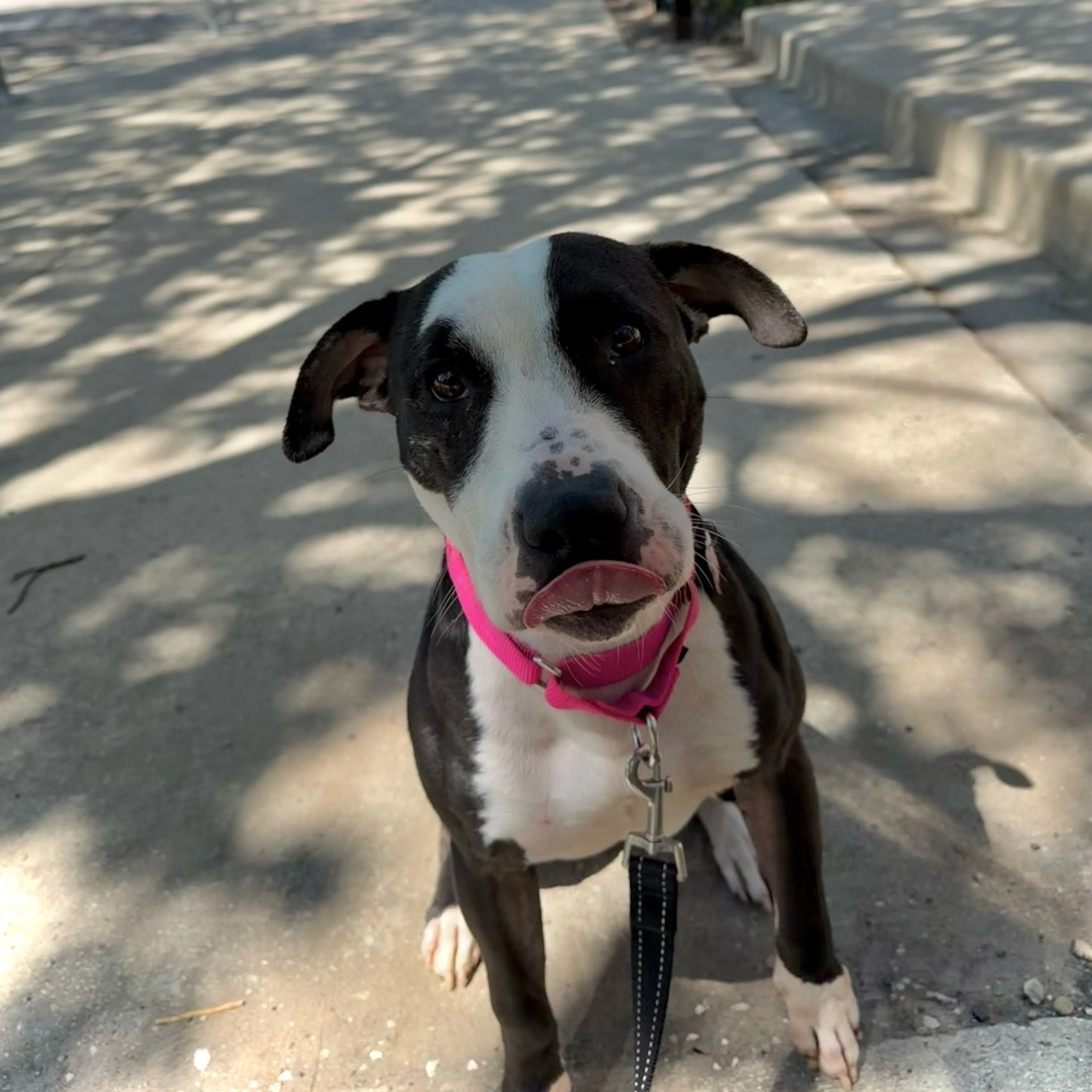 Found pet-13
