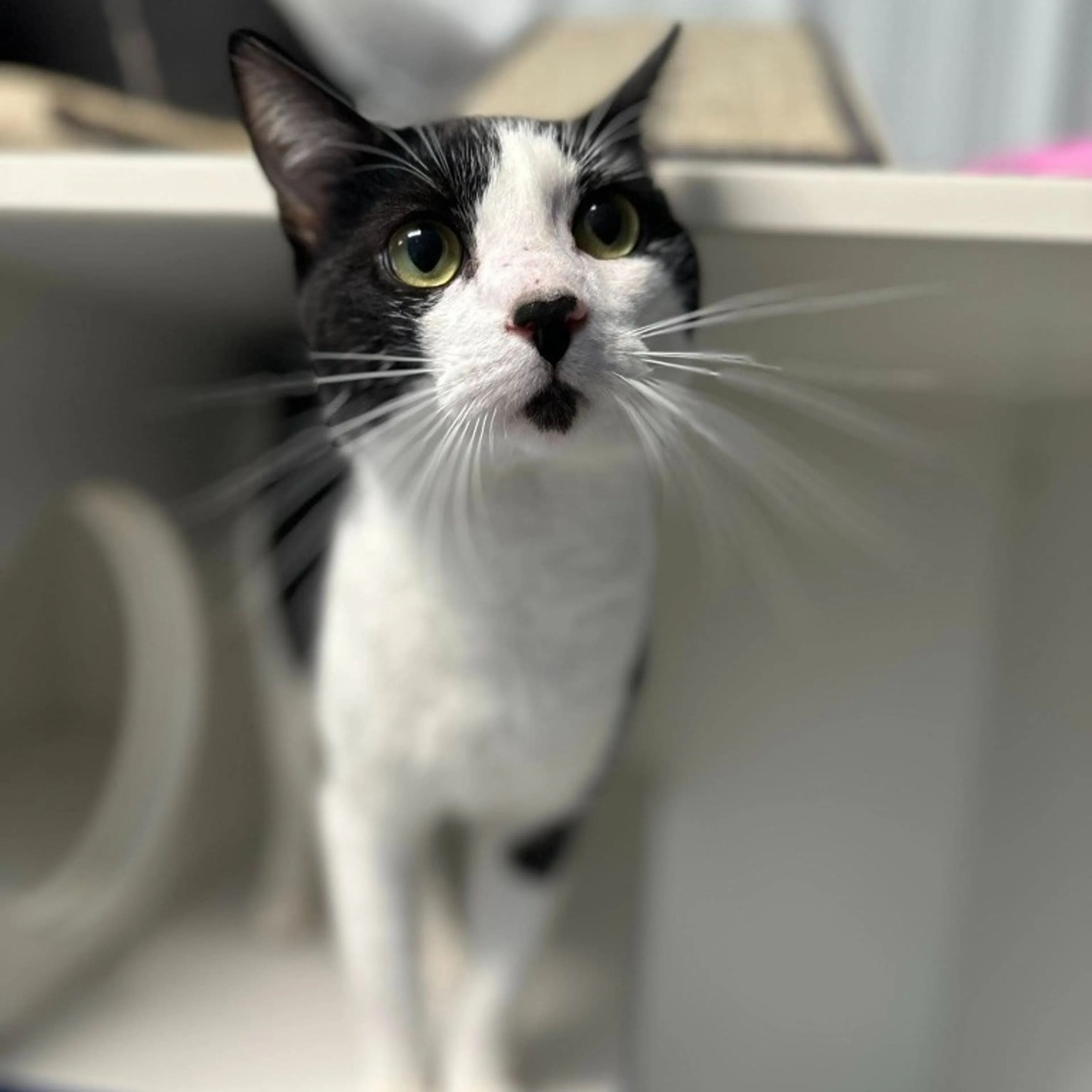 Found pet