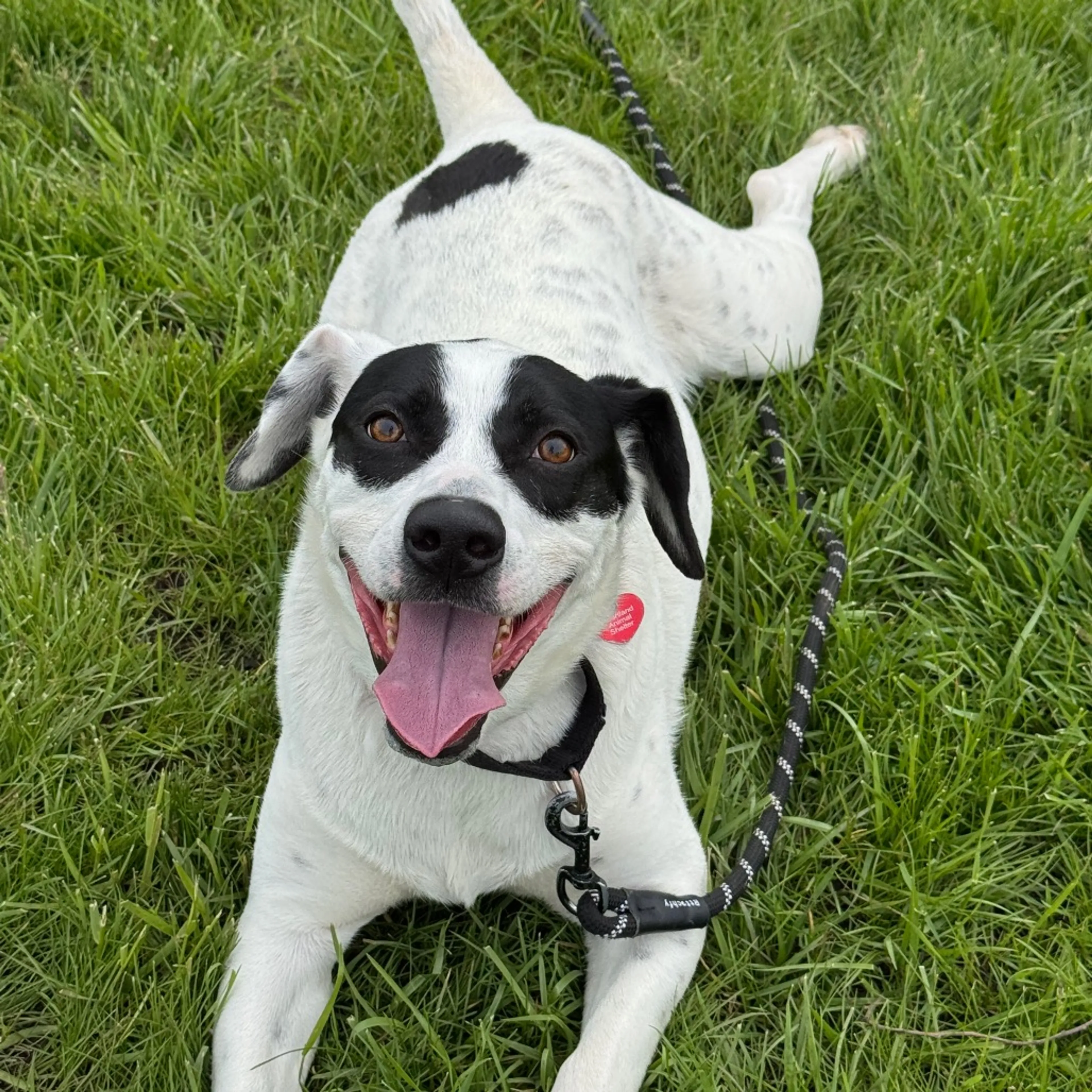 Found pet-24