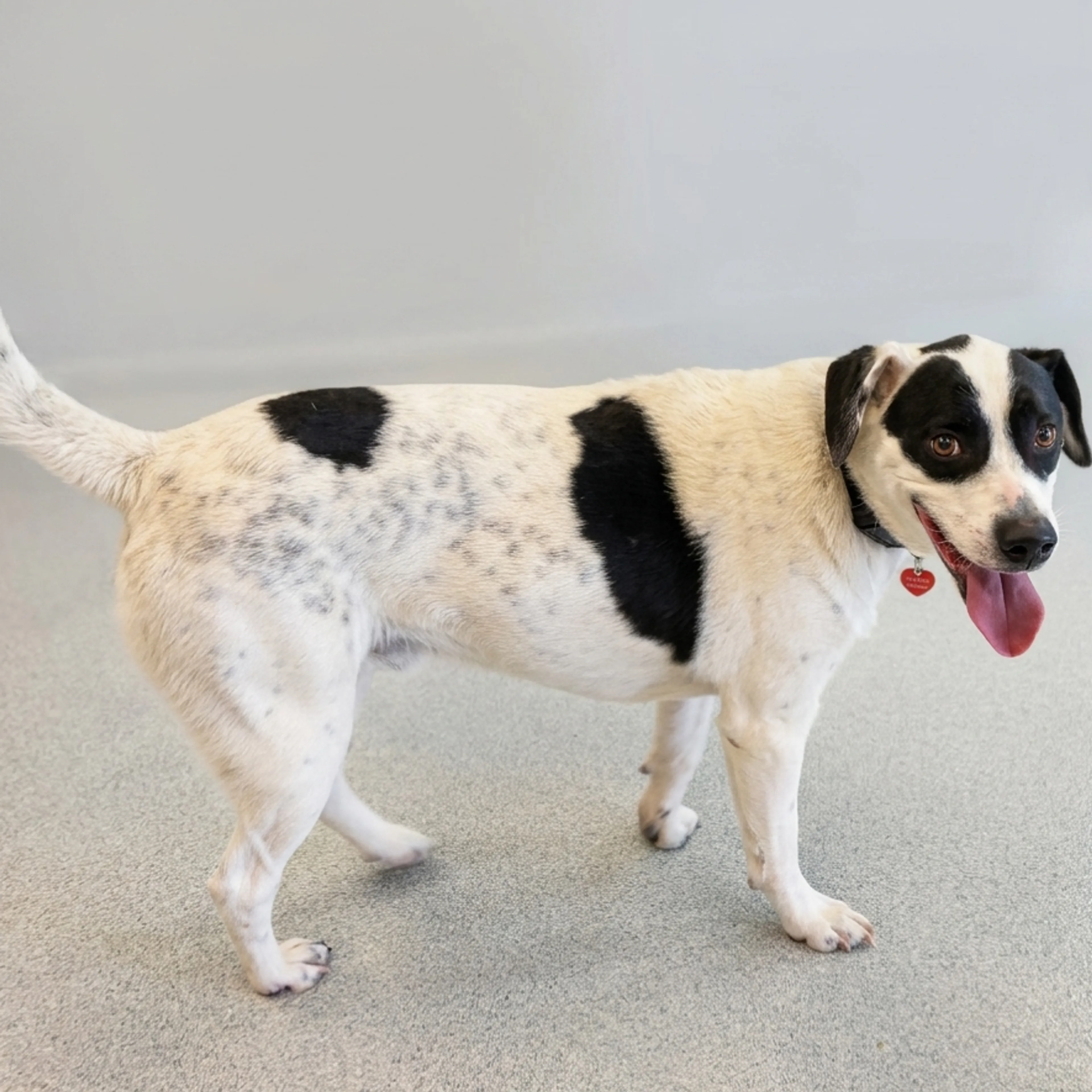 Found pet-7