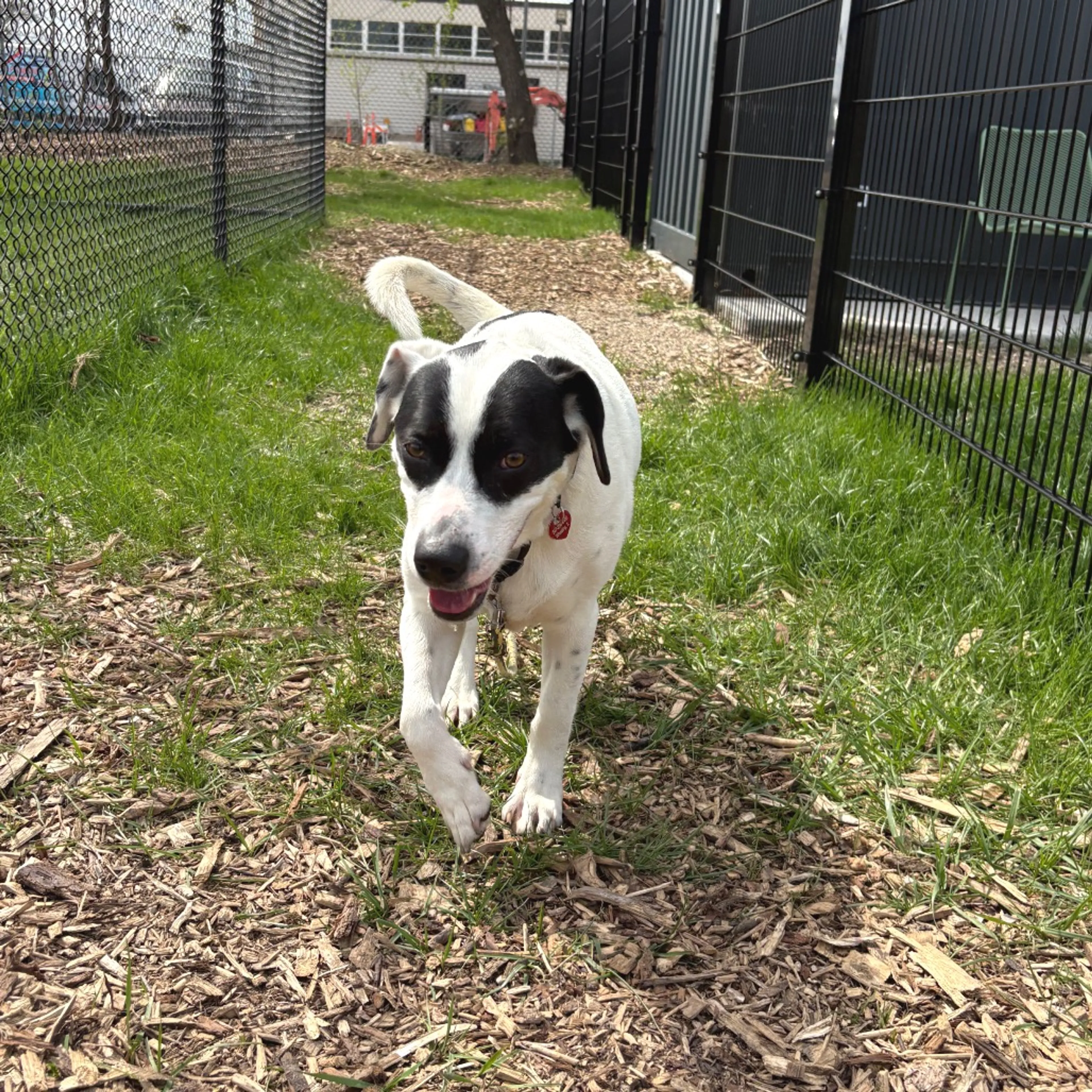 Found pet-8
