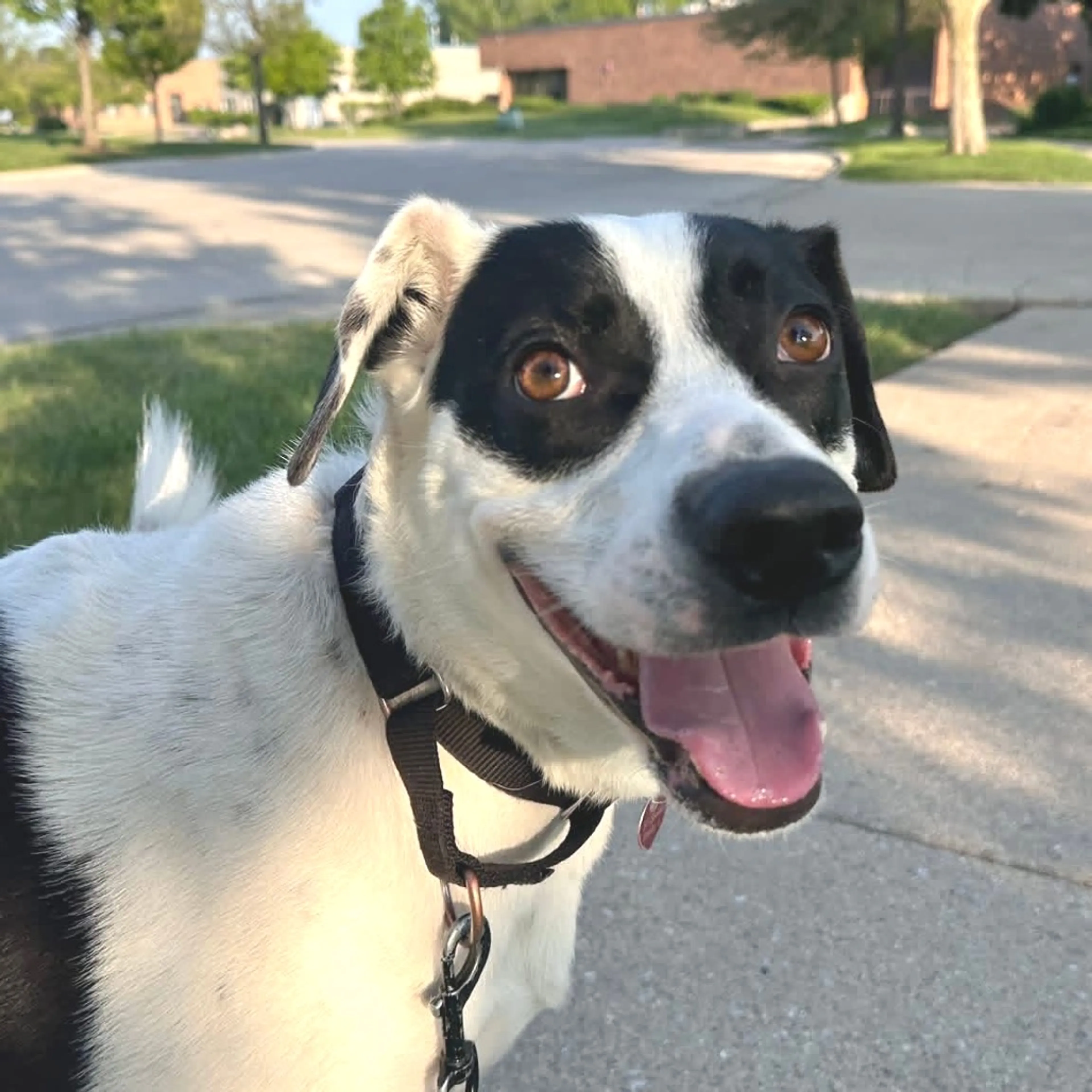 Found pet-38