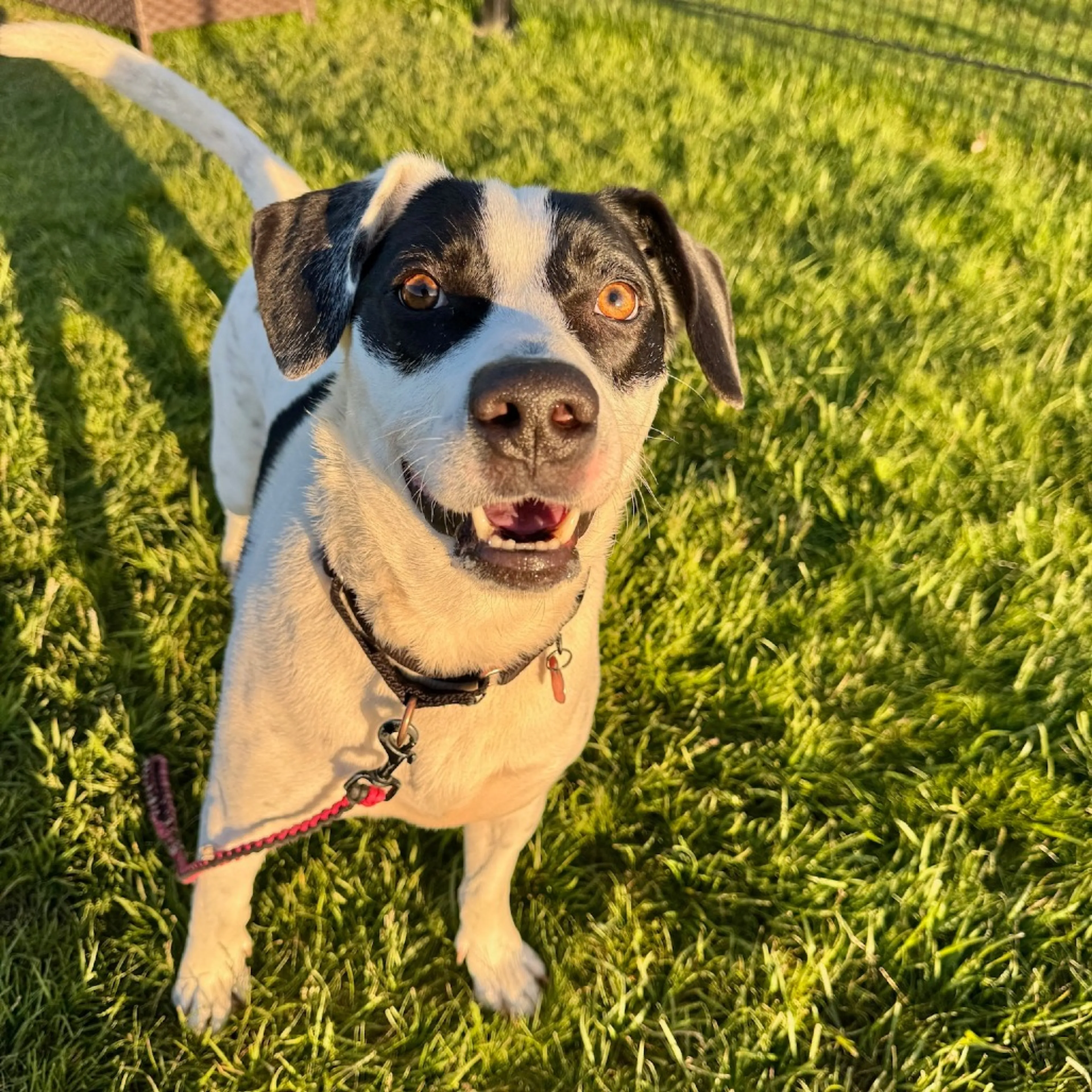 Found pet-38