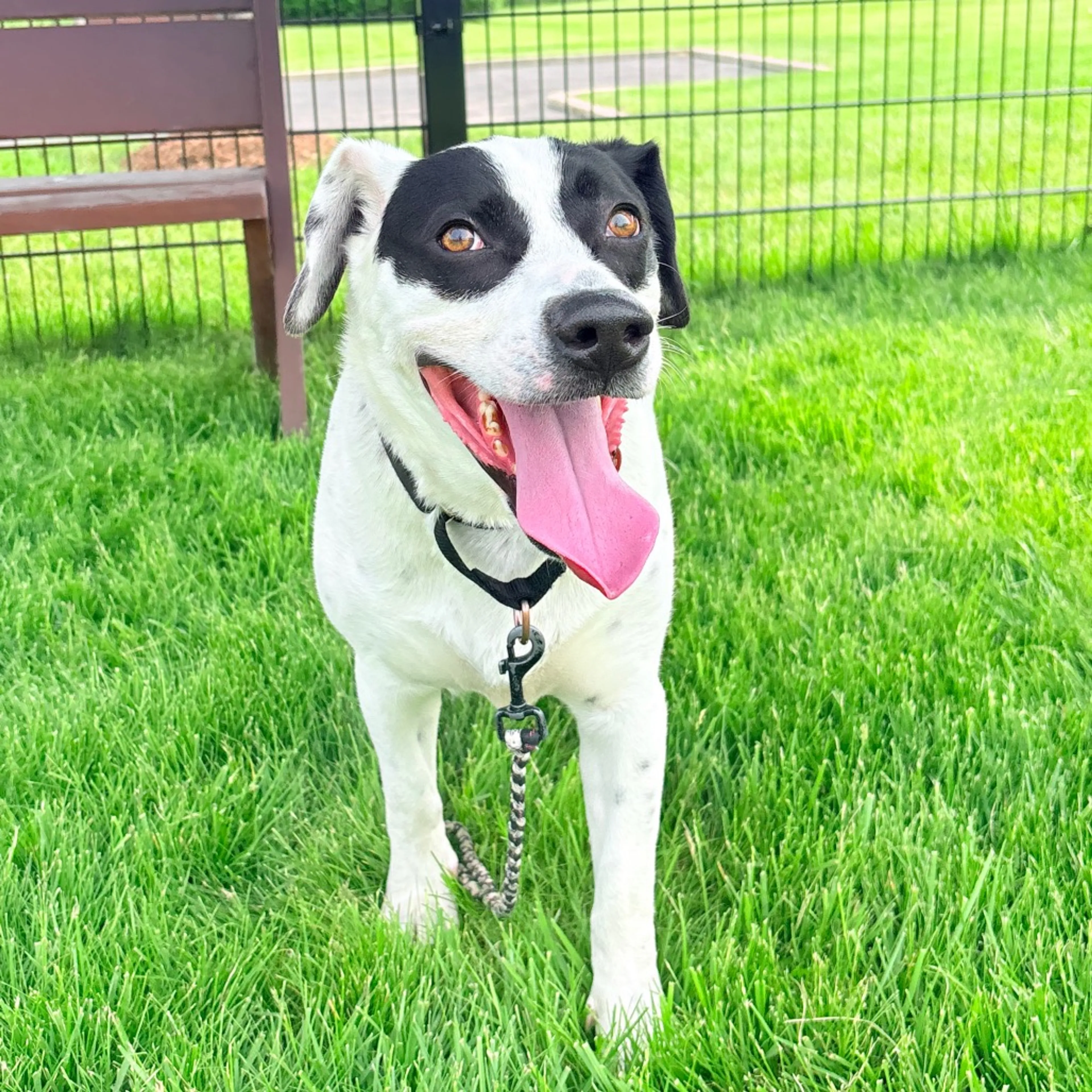 Found pet-36