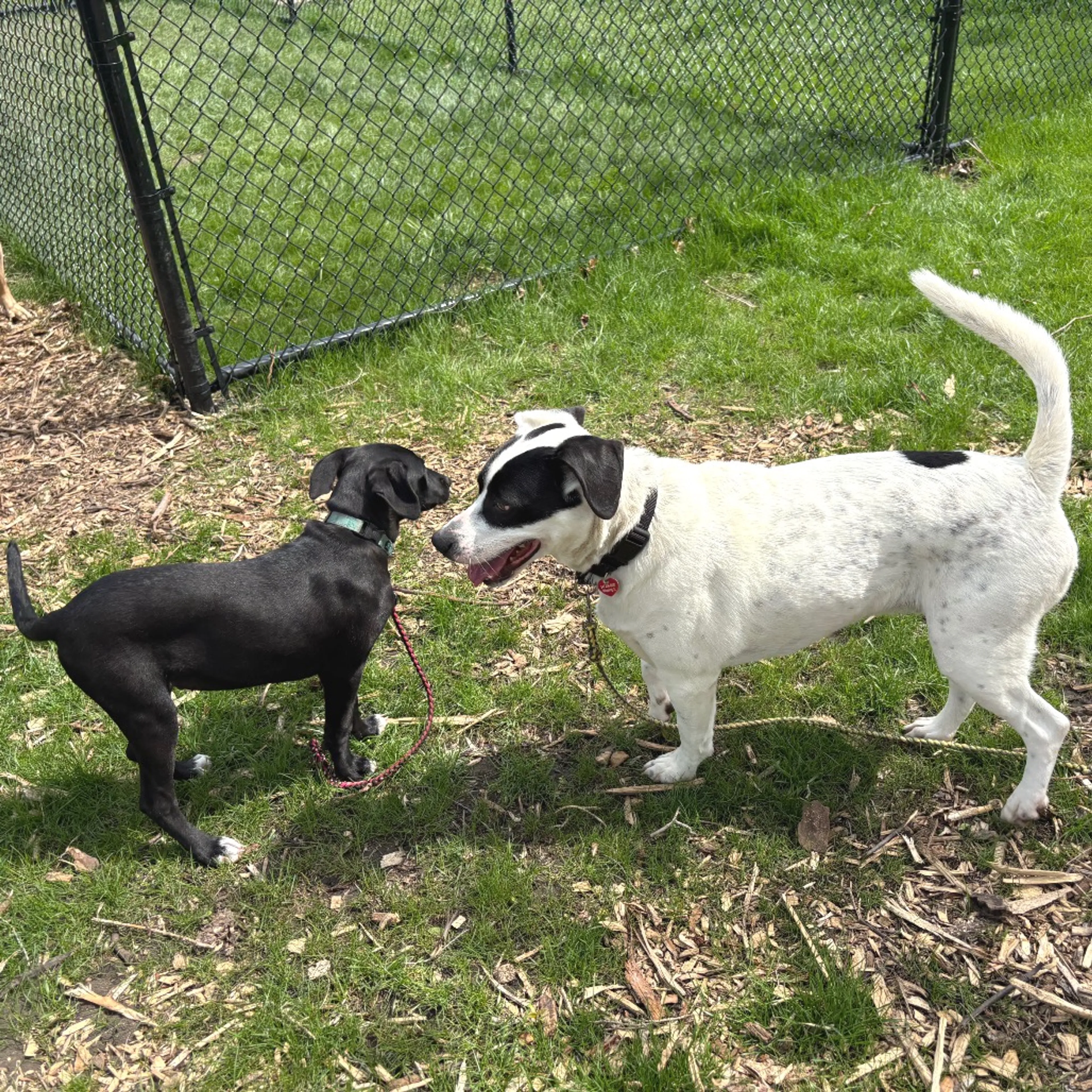 Found pet-11