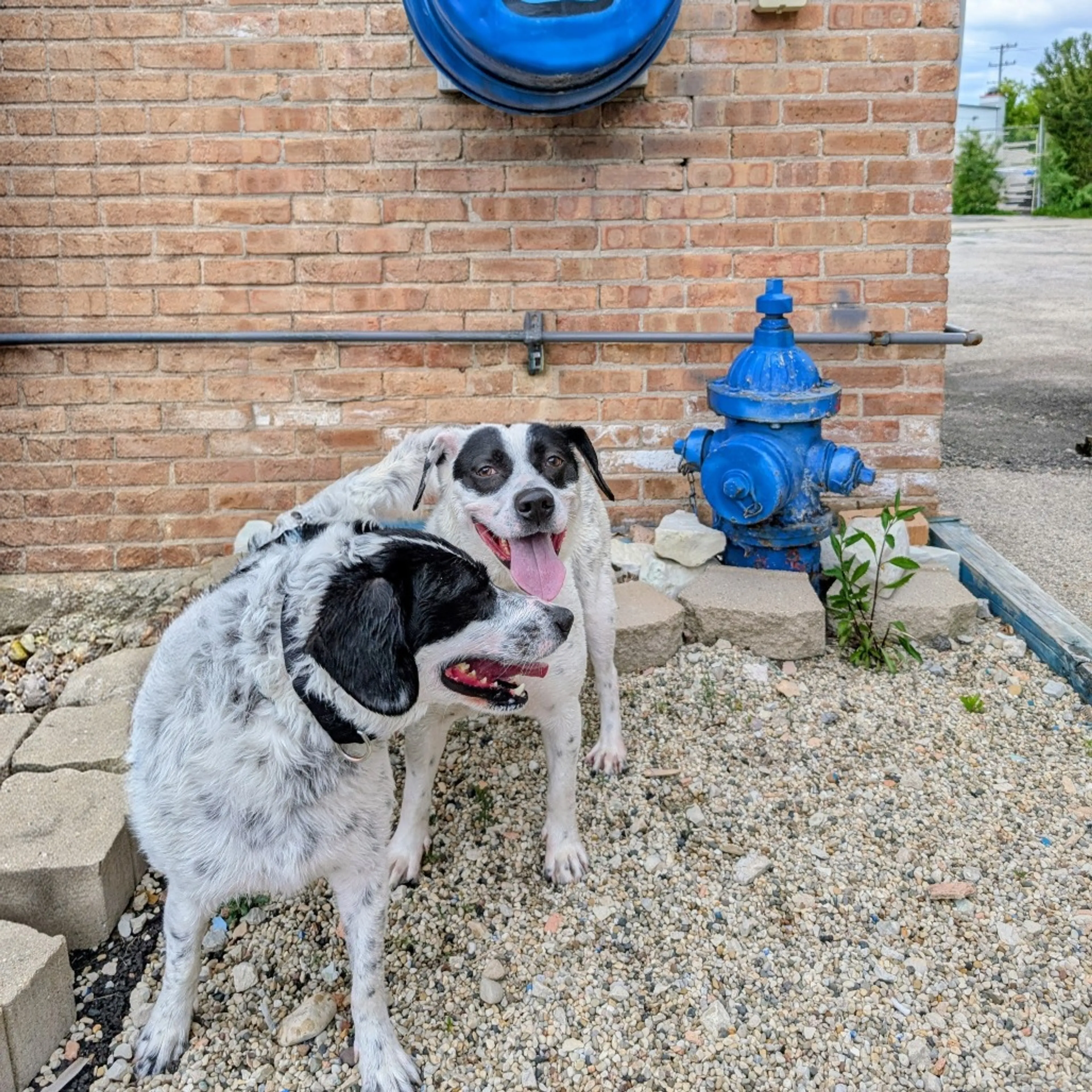 Found pet-28