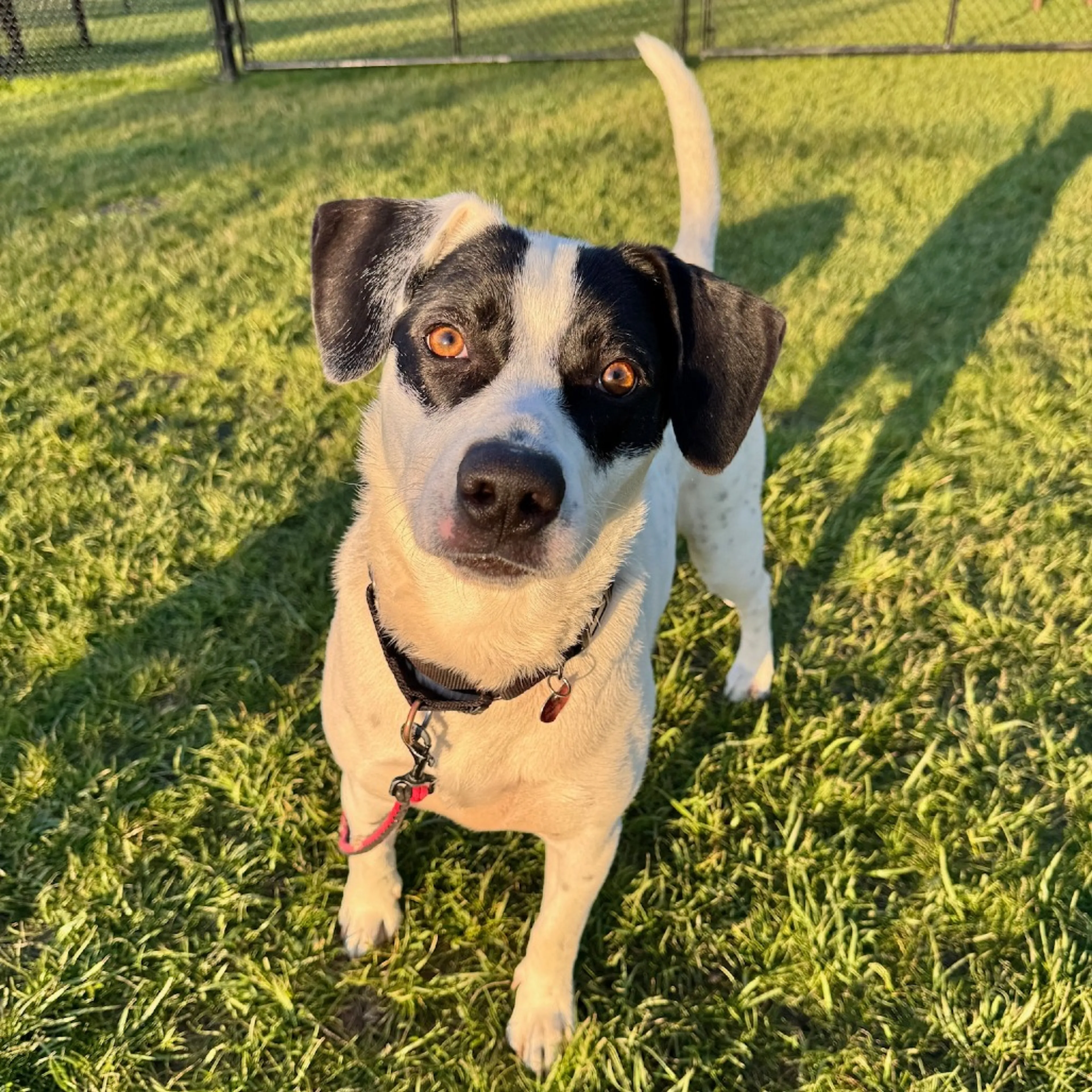 Found pet-35
