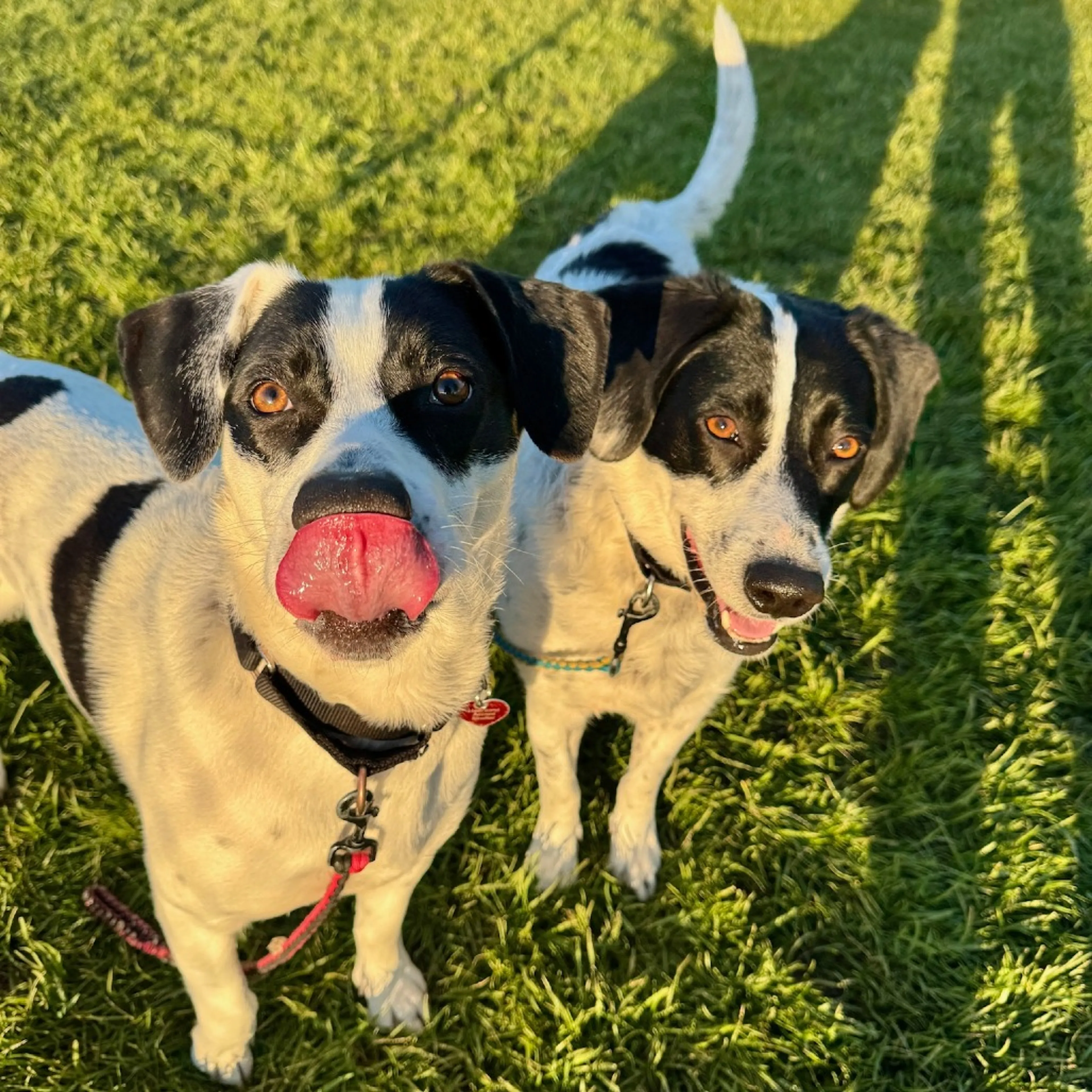 Found pet-36