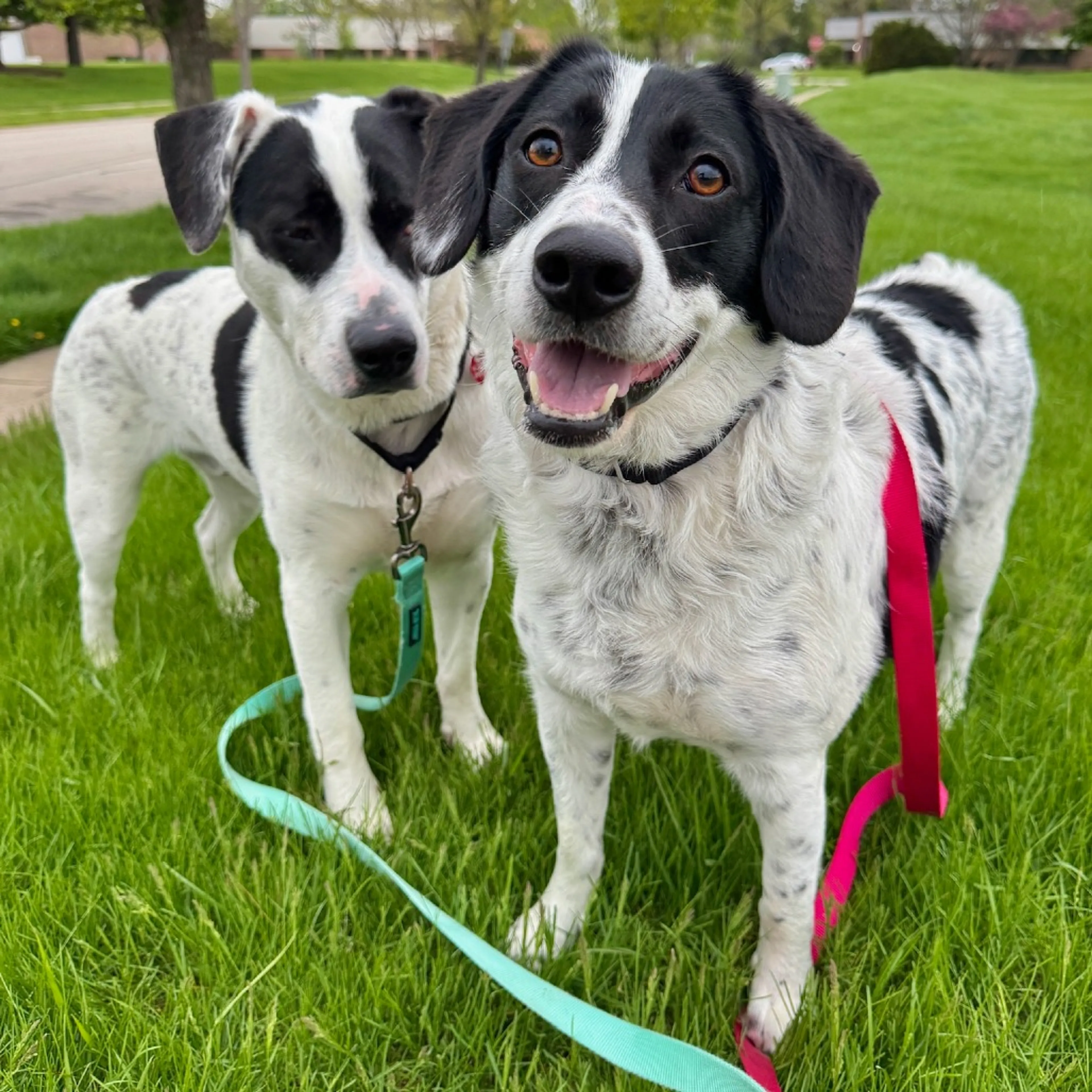Found pet-19