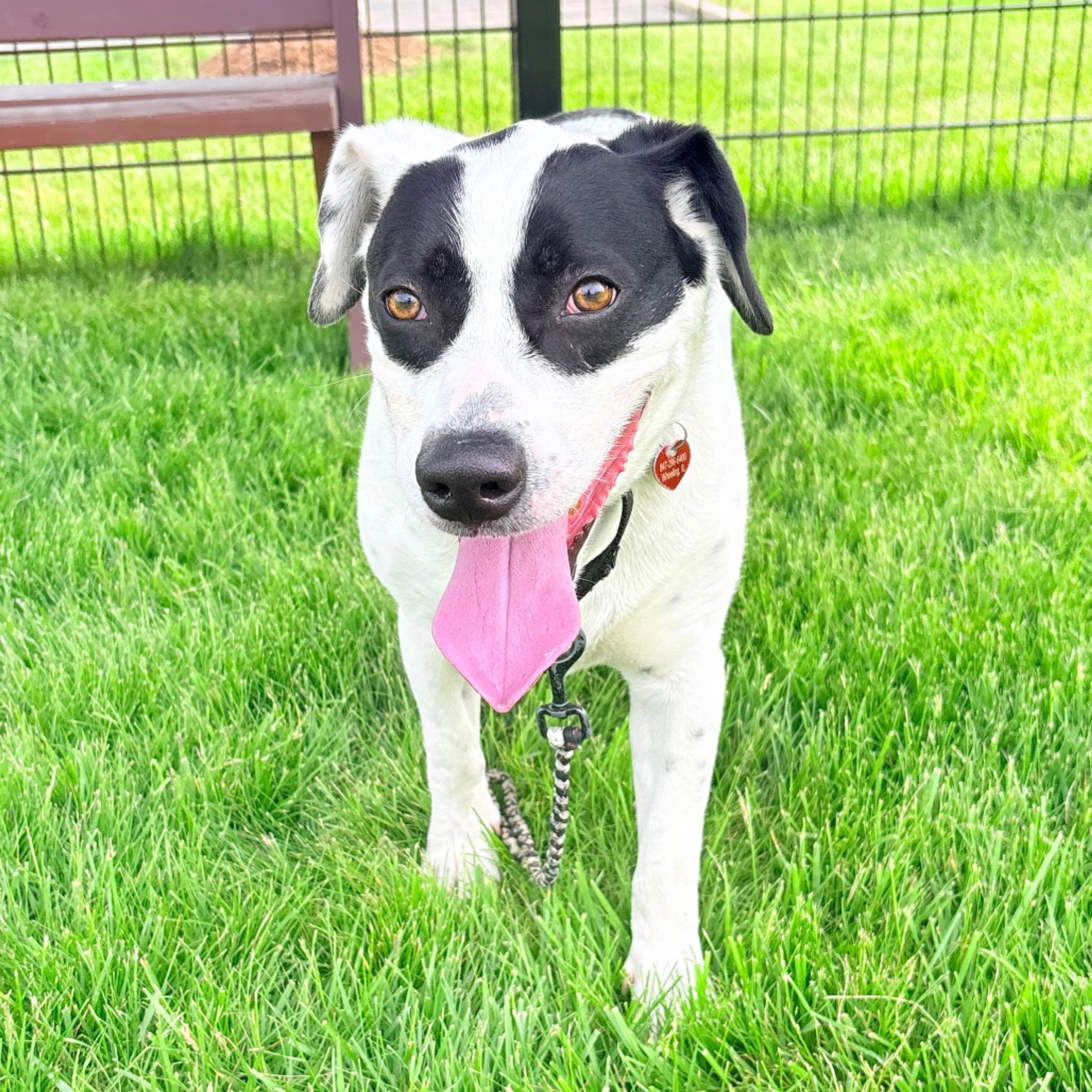 Found pet-37