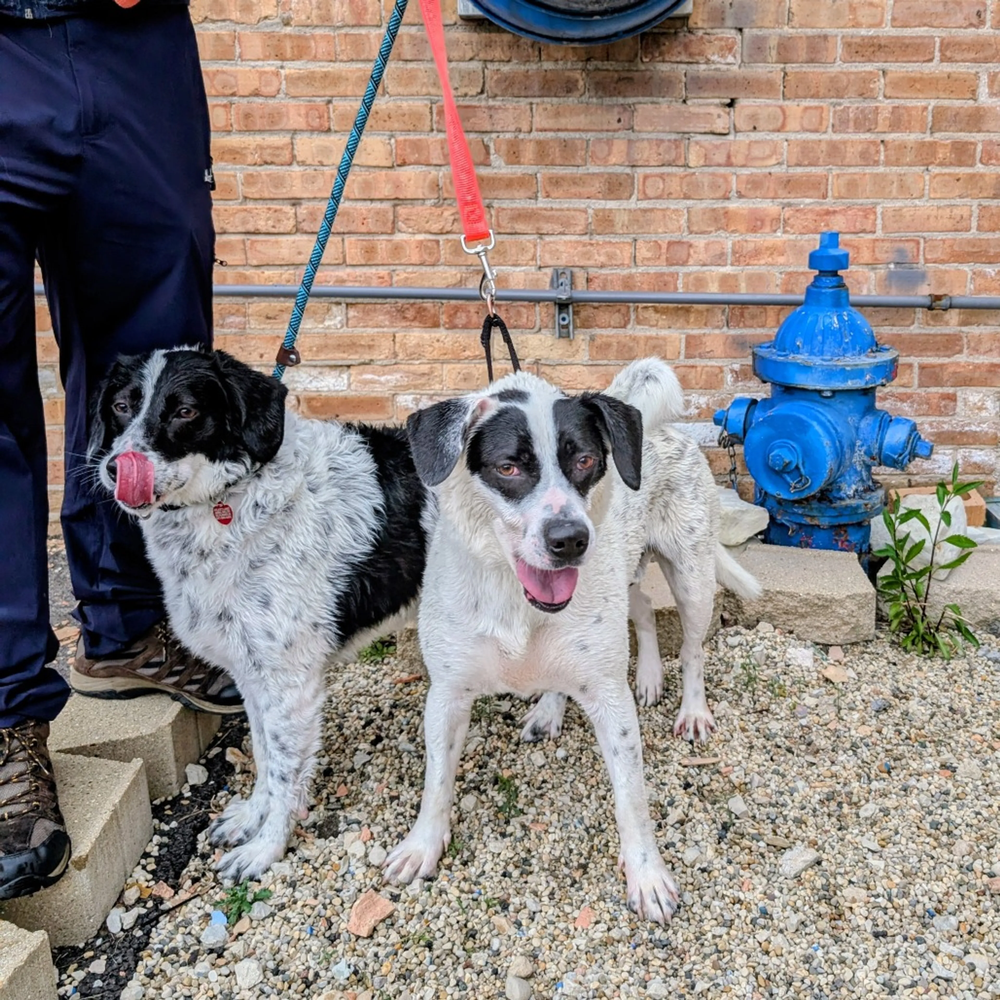 Found pet-27