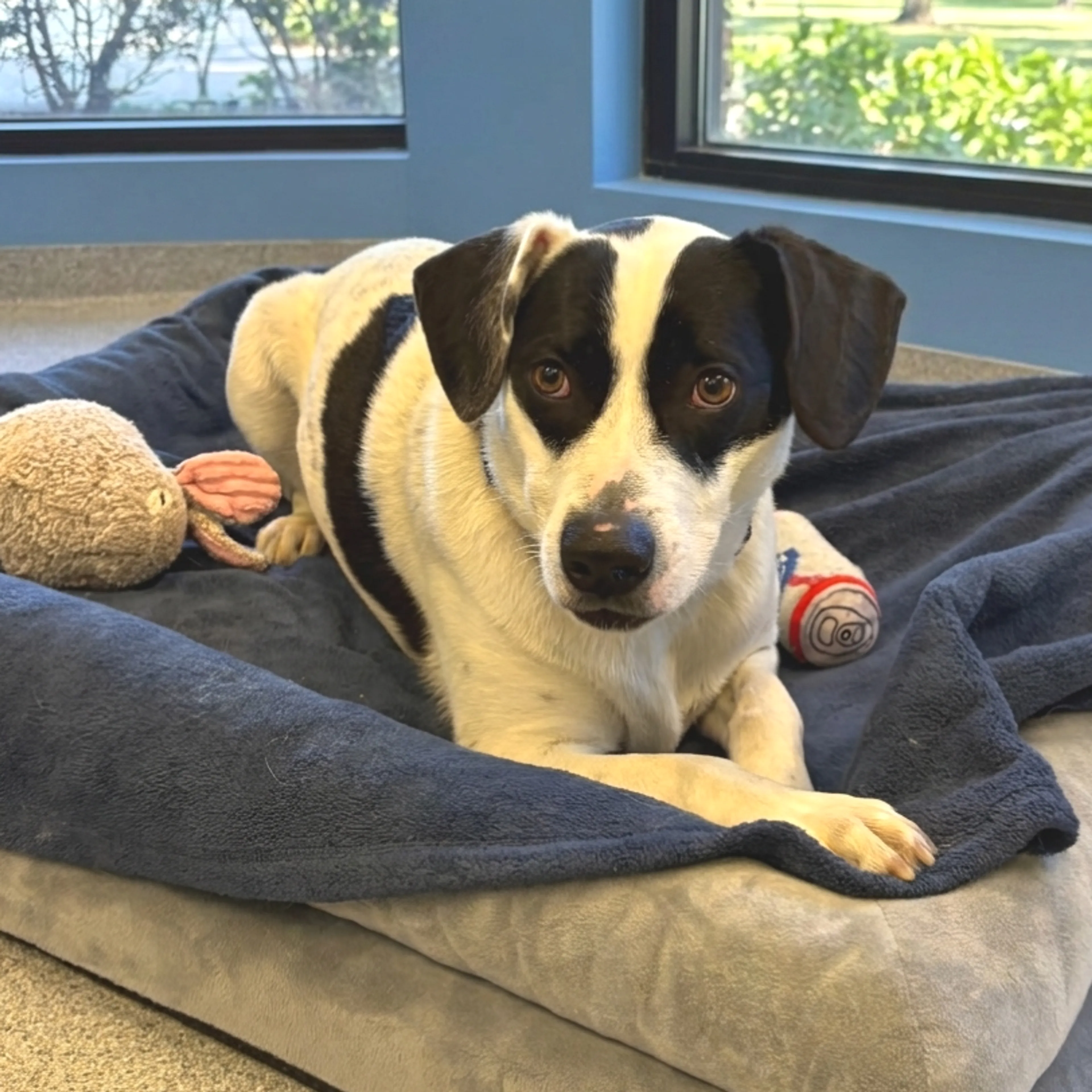 Found pet-18