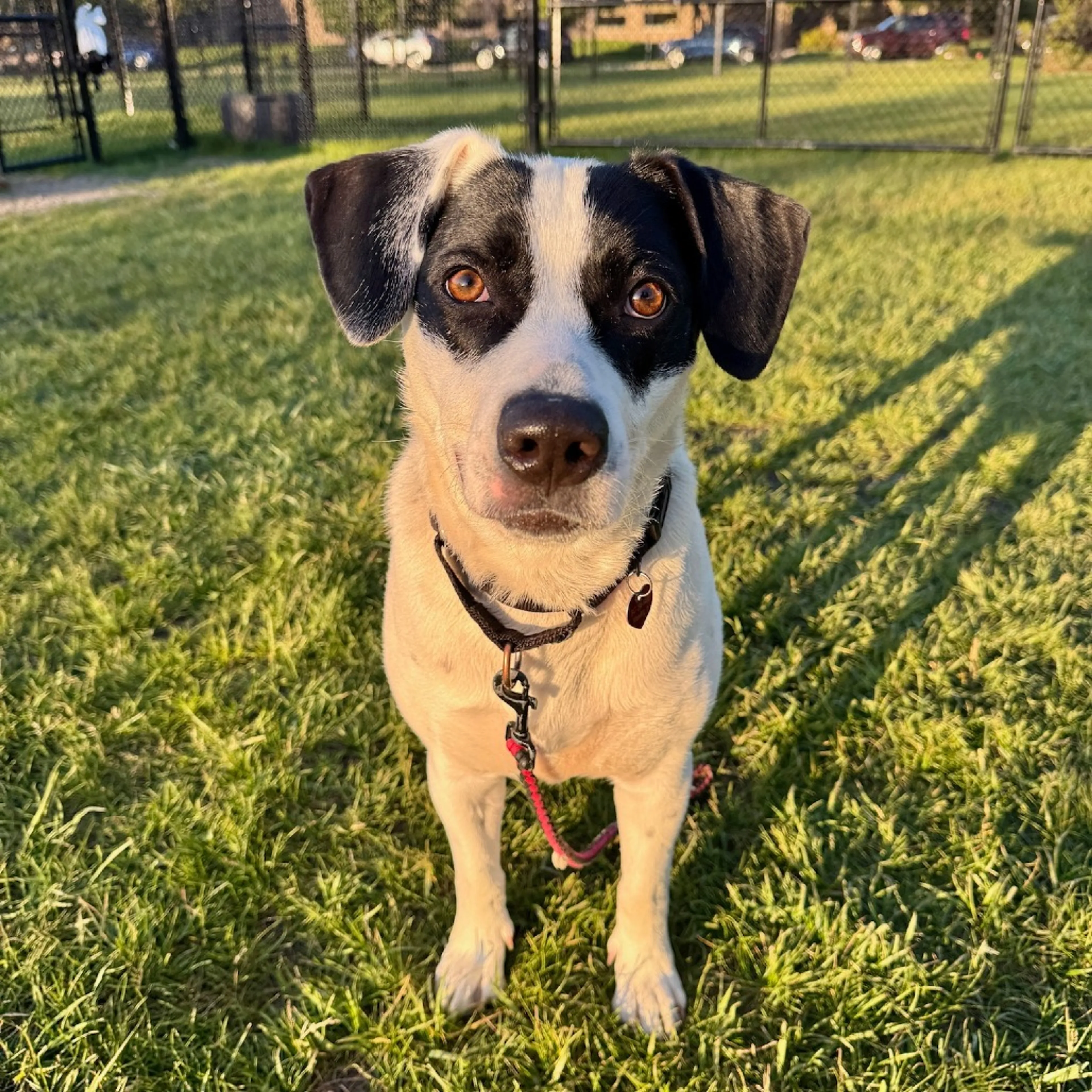 Found pet-34