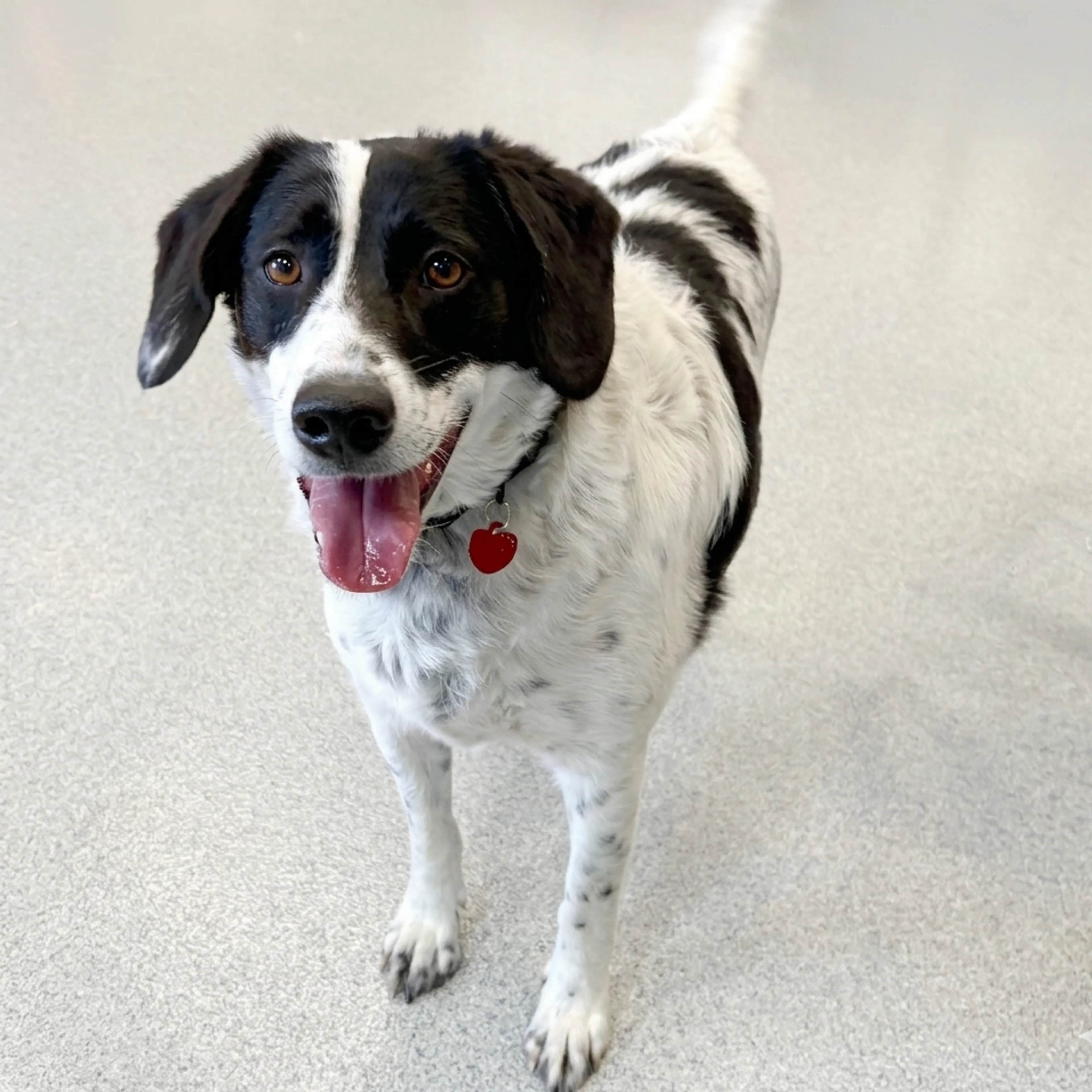 Found pet-12