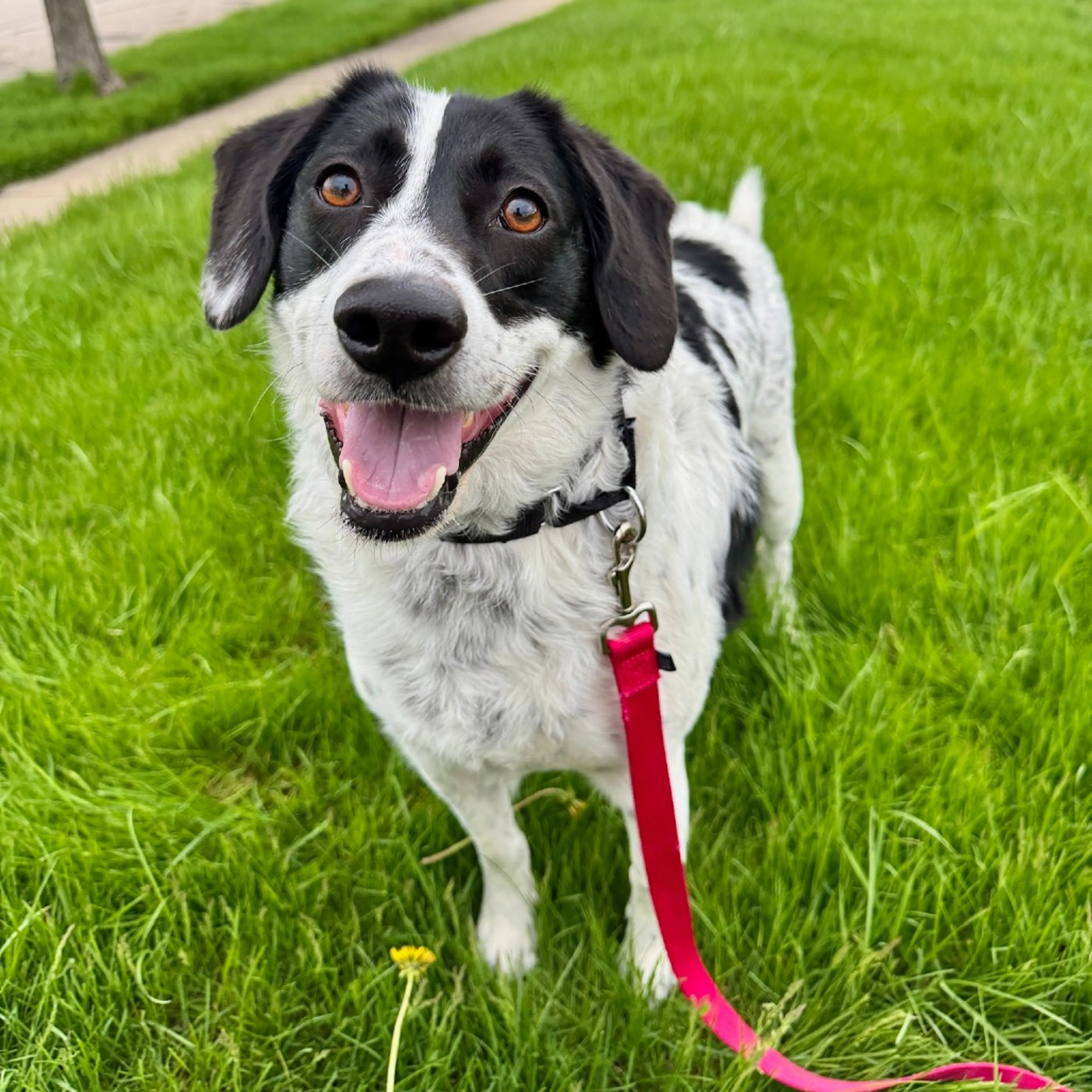 Found pet-17